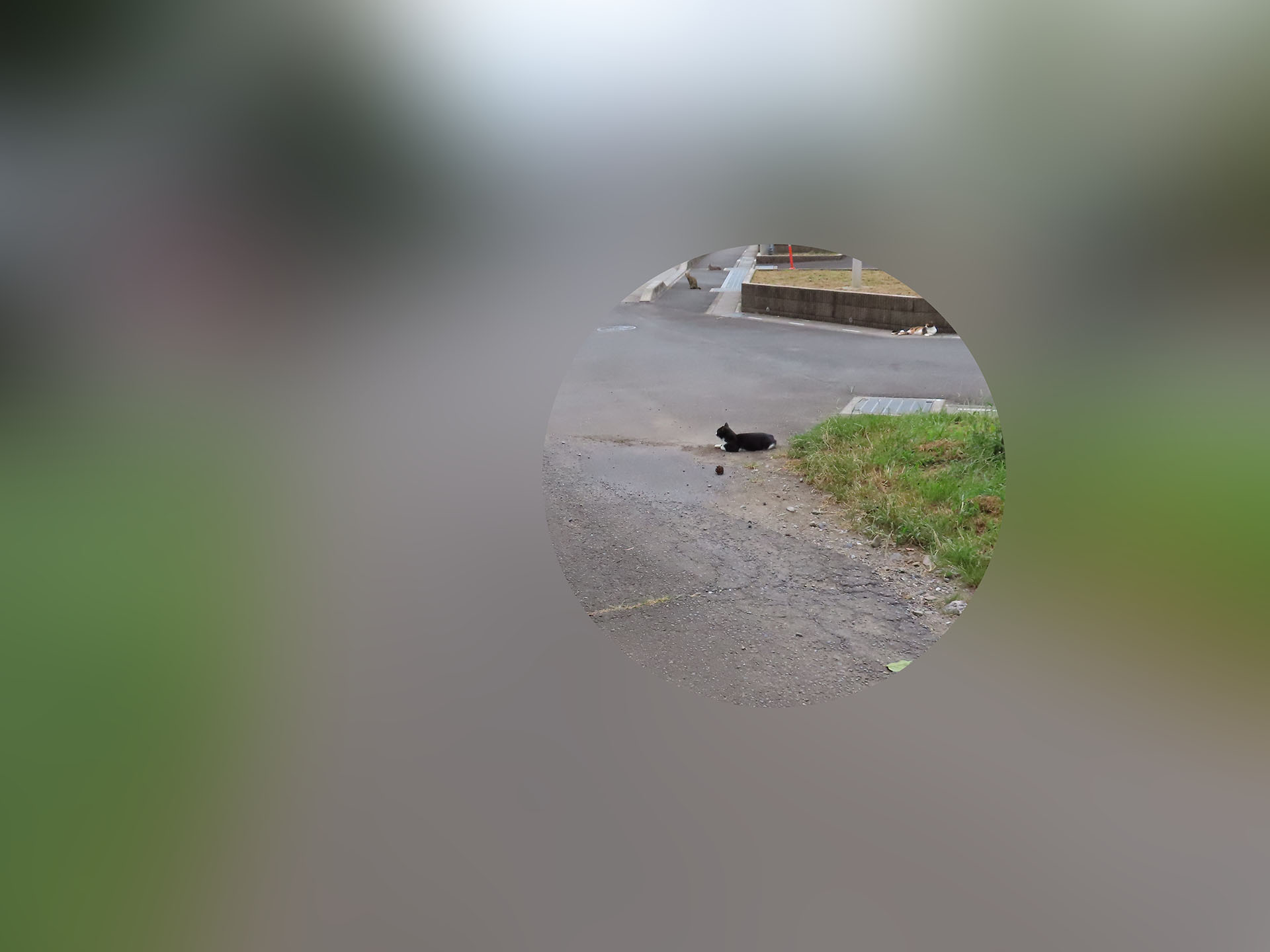 遊歩道のはずれで猫集会に遭遇。これ以上近づくと距離を置く猫たちだ。PowerShot SX740 HSのズームで撮るゼ!!!