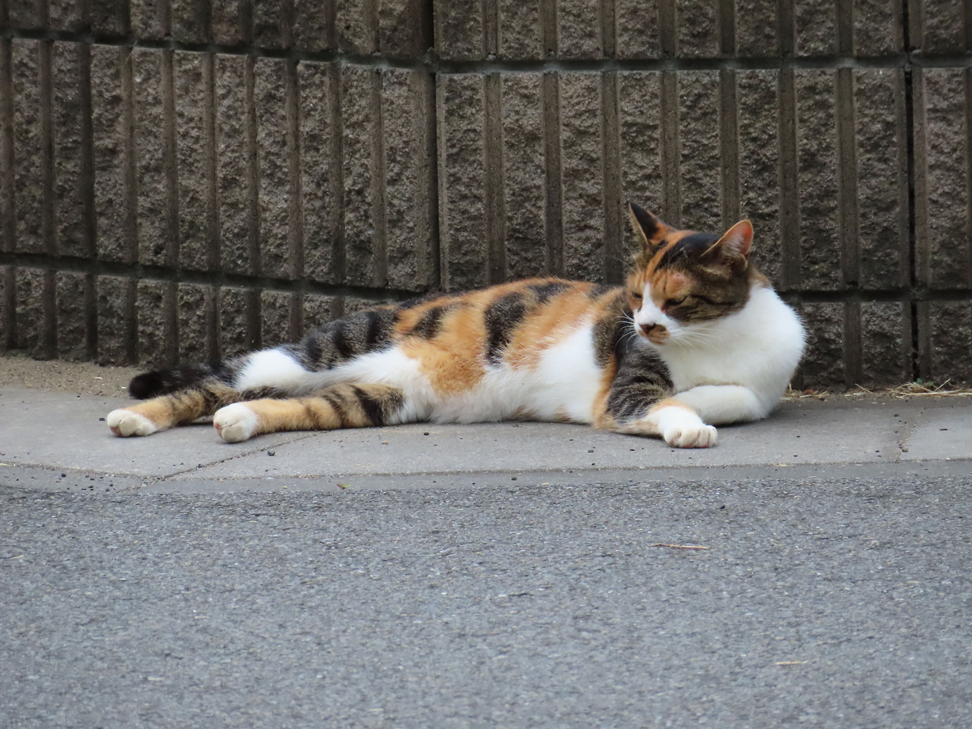 コチラには三毛猫。けっこうズームして撮っている。