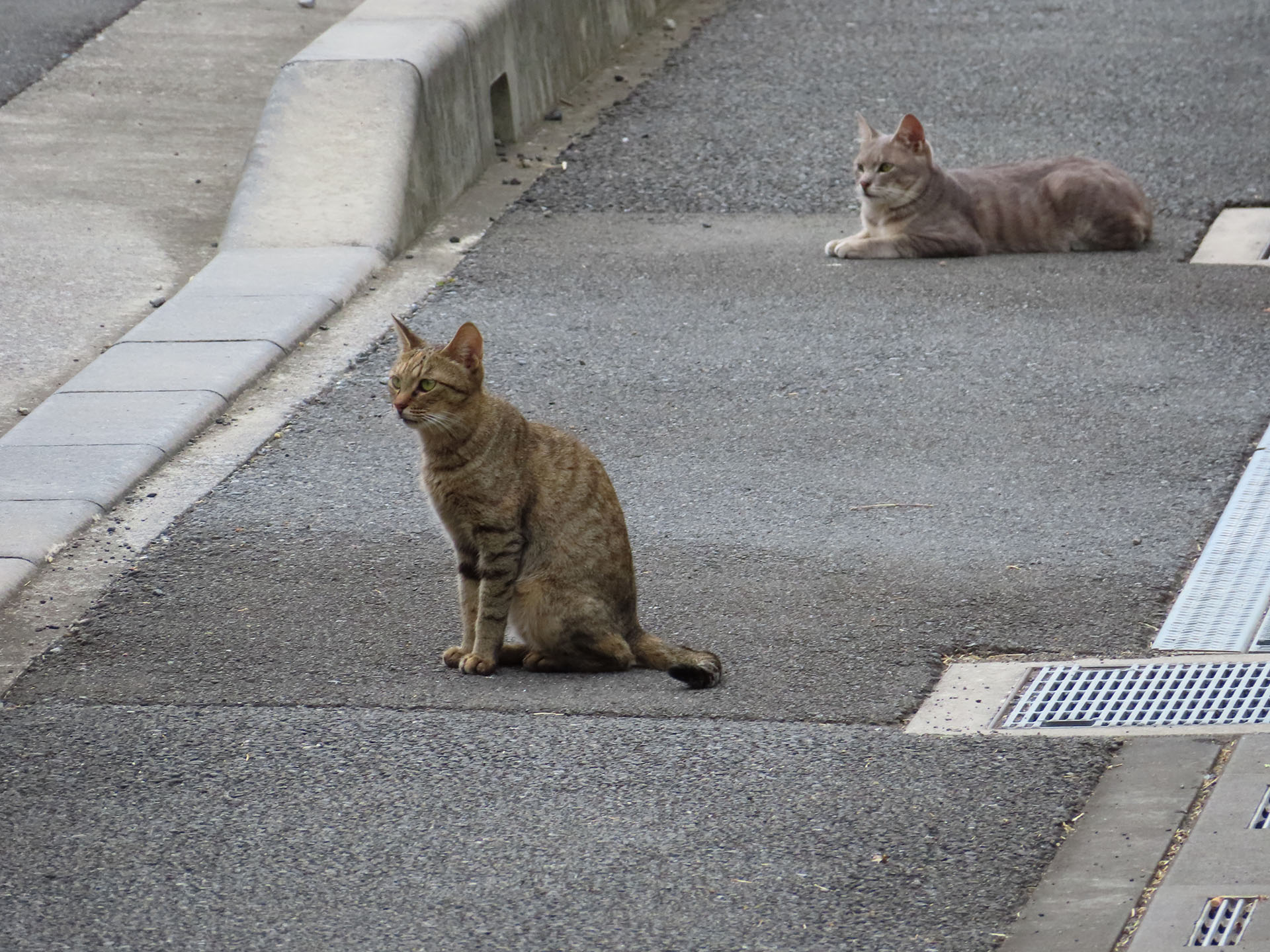 さらに遠くの猫たち。同じ方向を見つめているのは、ほかの猫がケンカ中だから。