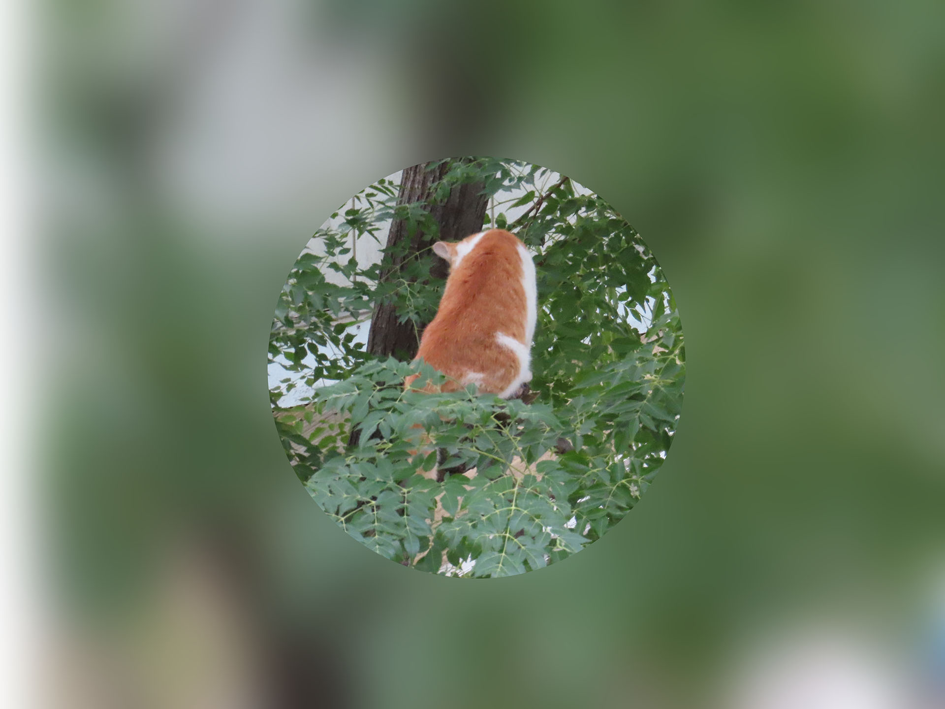 ケンカに負けそうになって木に登るニャわいそうな猫ちゃん。