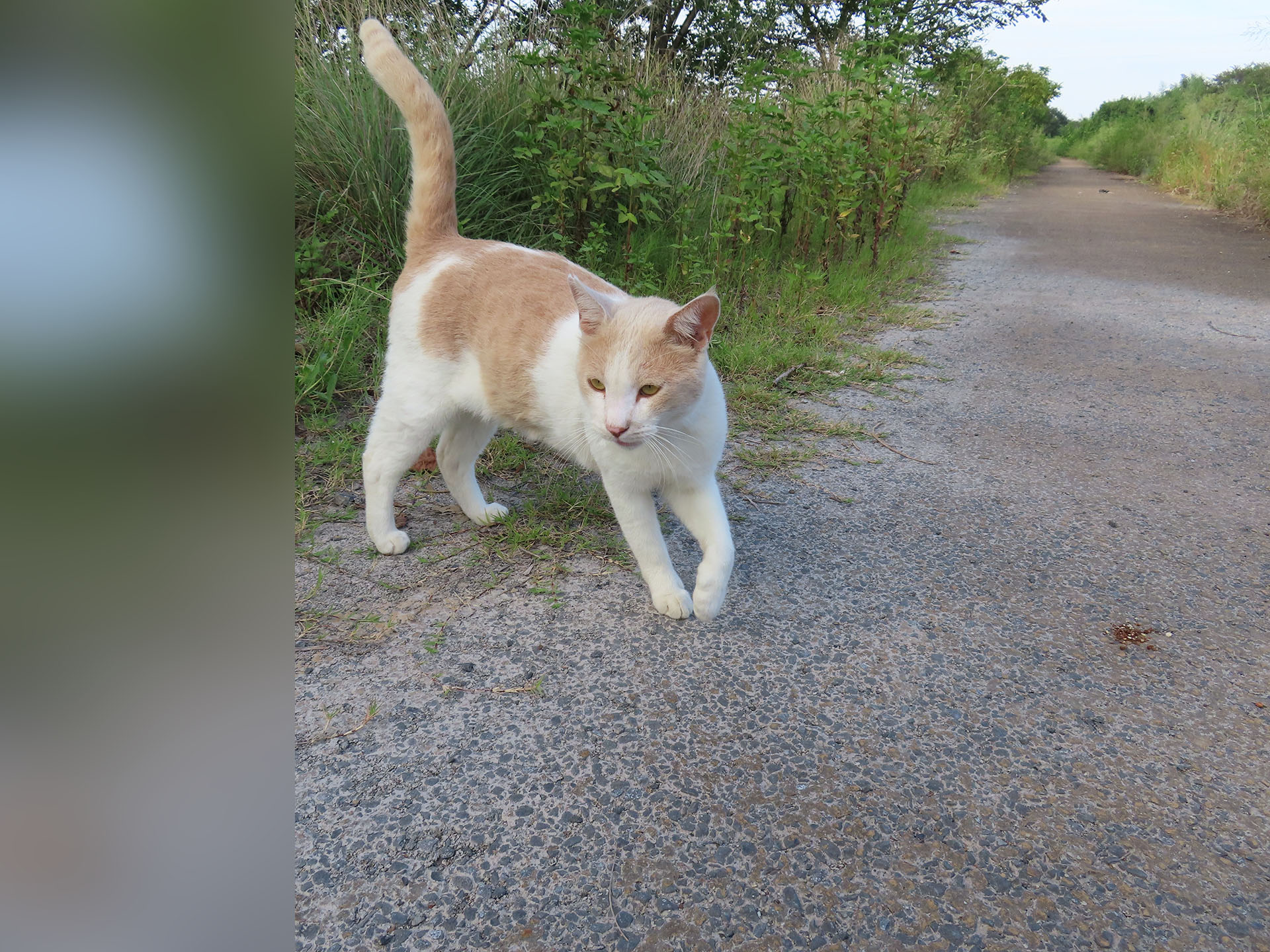 ところ変わって遊歩道。最近友だちになった猫で、ニャーニャー言いながら寄ってくる。