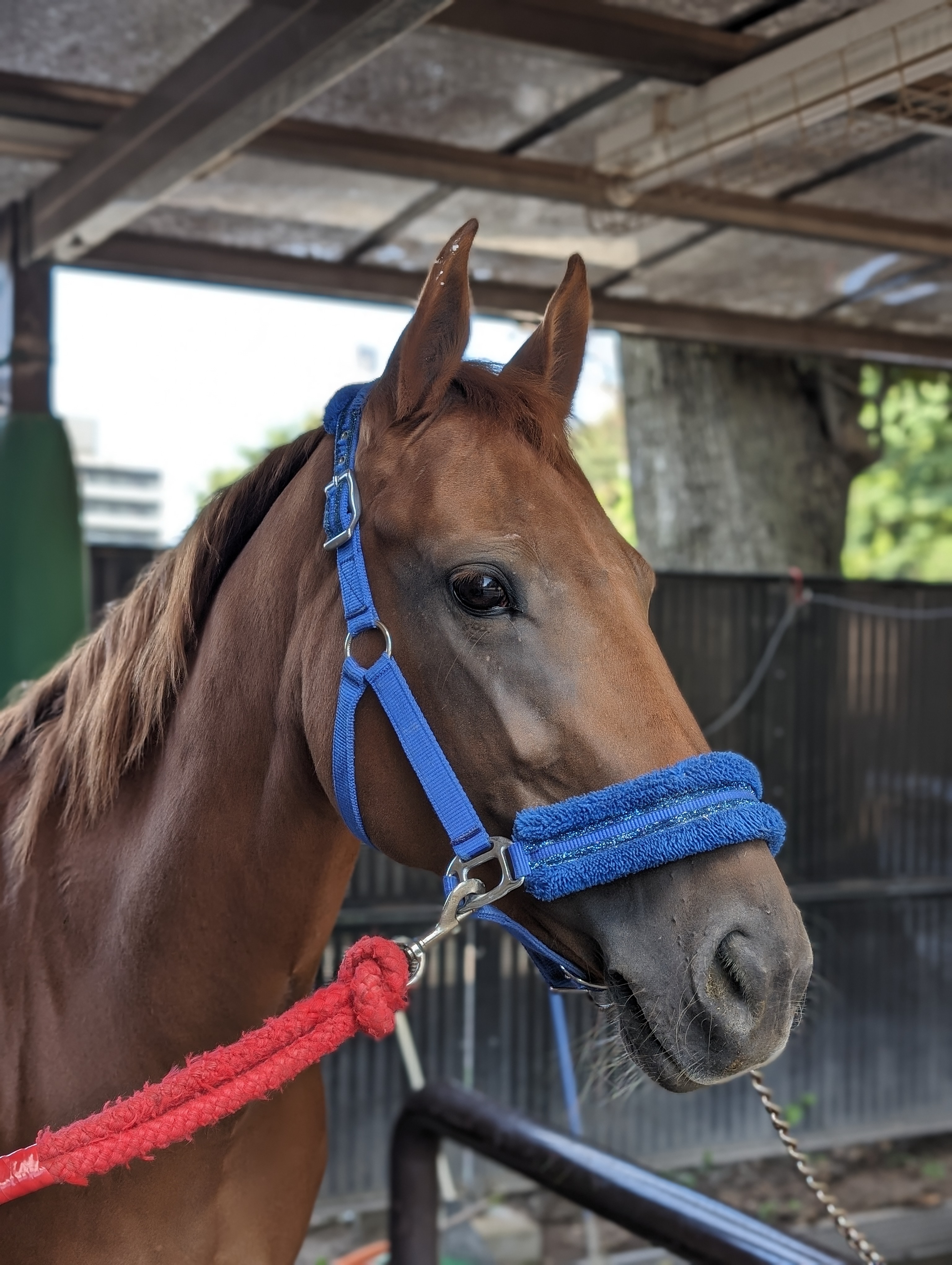 動物の毛は切り抜きがかなり難しいが、「Pixel 8 Pro」はうまくそれをクリアしている印象だ。馬のたてがみやヒゲの部分に注目して欲しい。