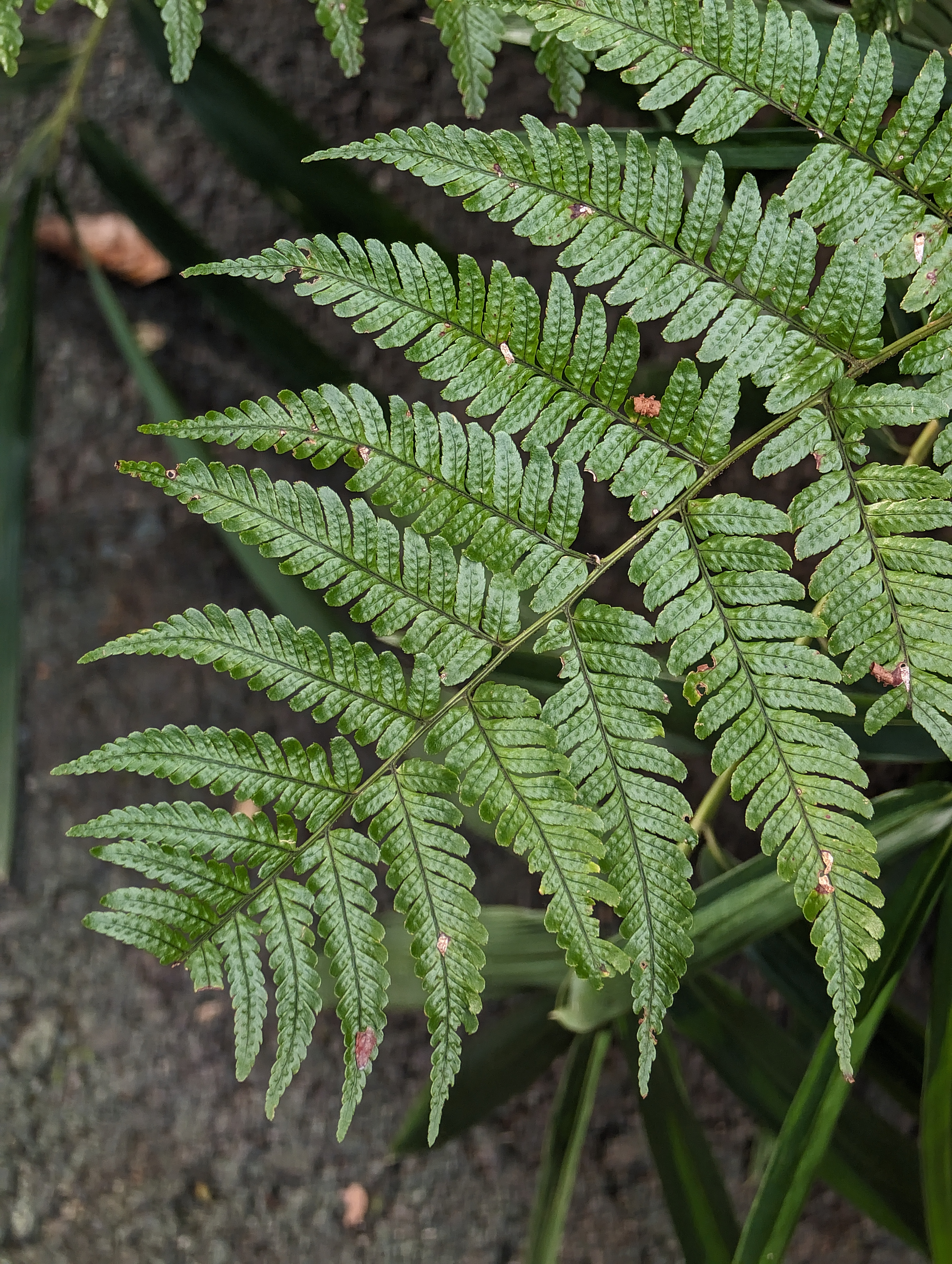 望遠カメラでも50MP。シダの葉脈まで鮮明にキャプチャーできた。
