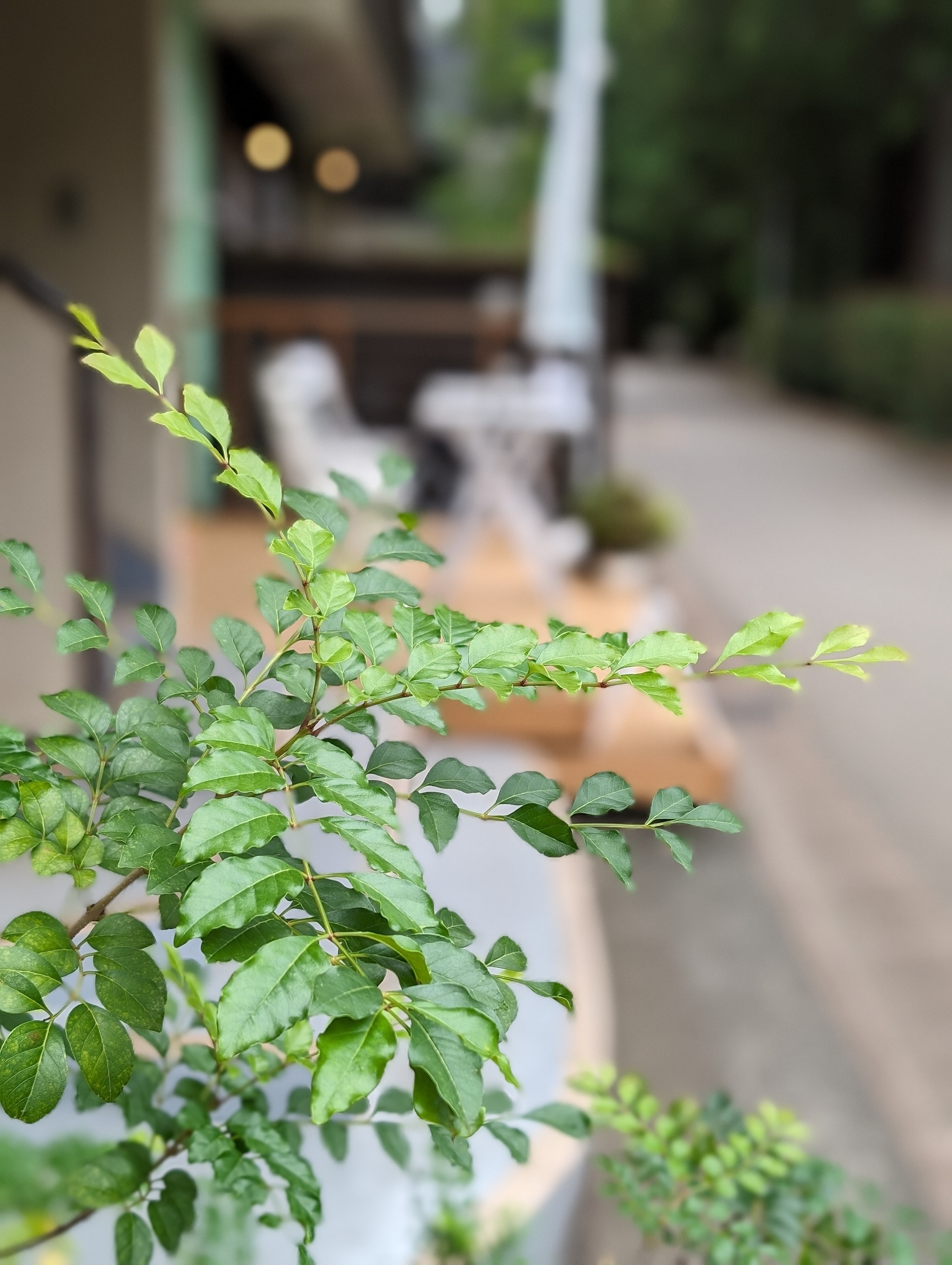 ポートレートモードが難しい密集する木の葉を撮ってみたが、がんばって境界判定している印象だ。ややおかしい部分もあるがパッと見は気付かないかもしれない。