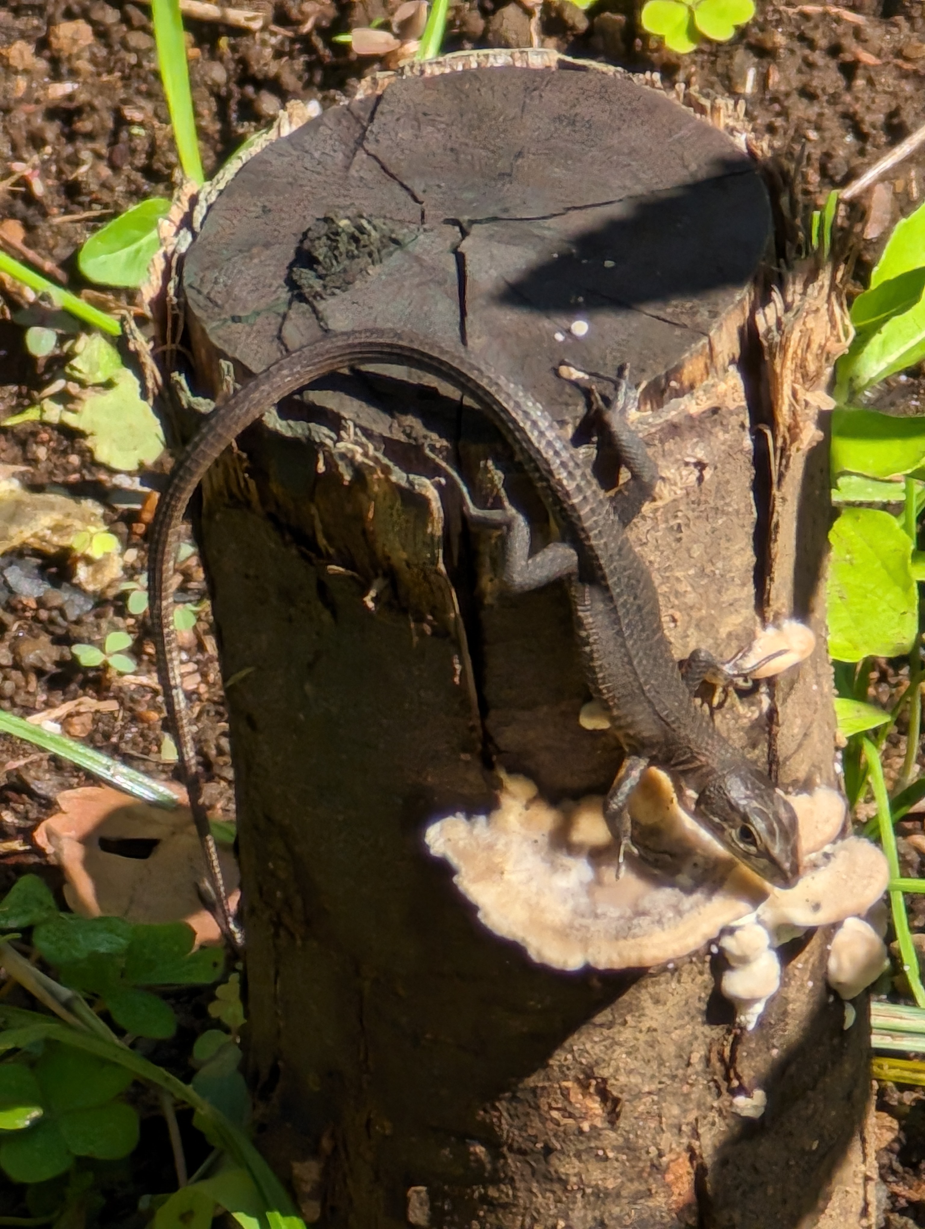 公園でひなたぼっこ中のカナヘビを発見。瞬時に30倍の超解像ズームで撮影した。カナヘビの表情と皮膚の質感がとてもよくわかるカットになった。