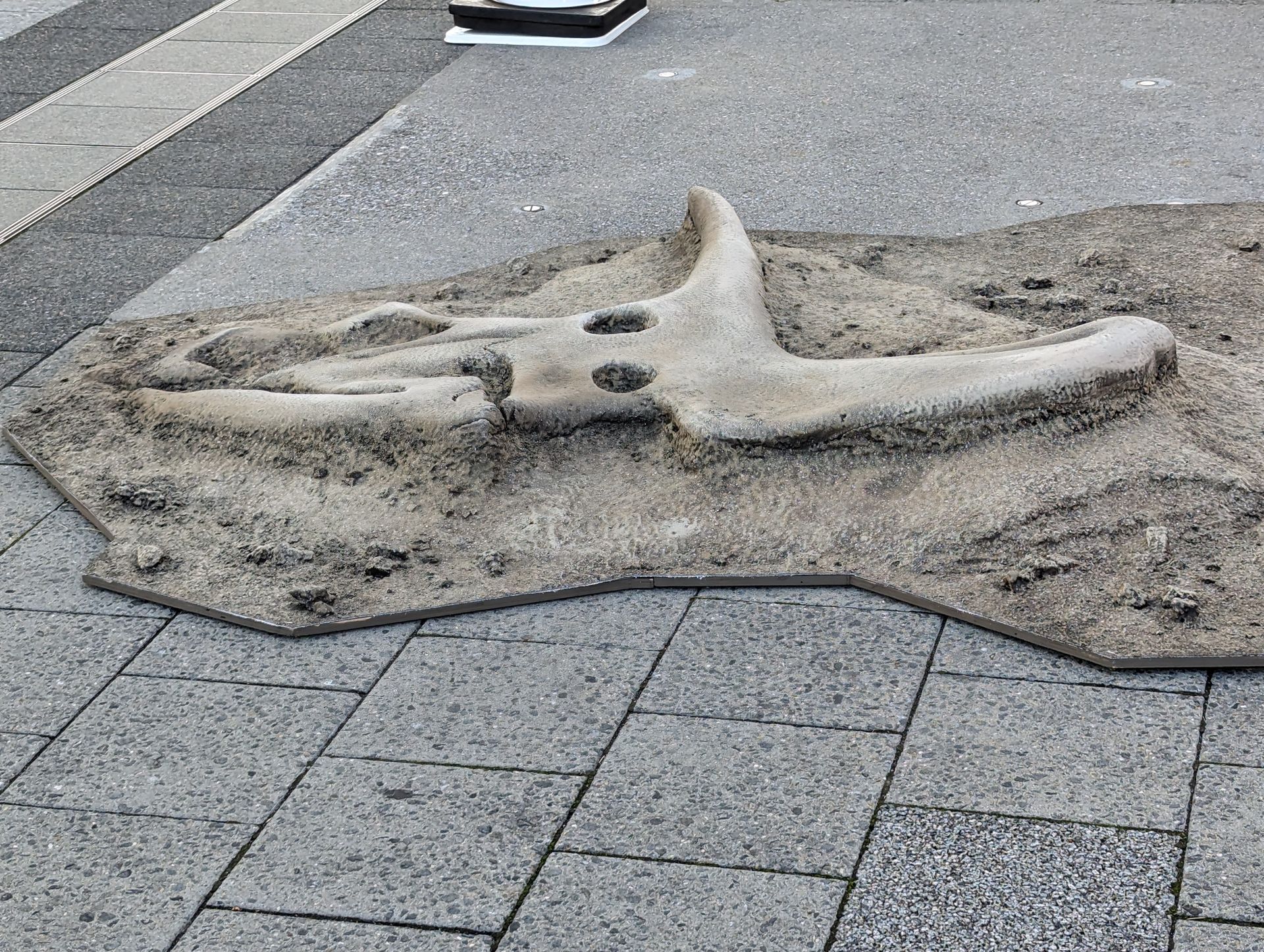 リアルな化石その2