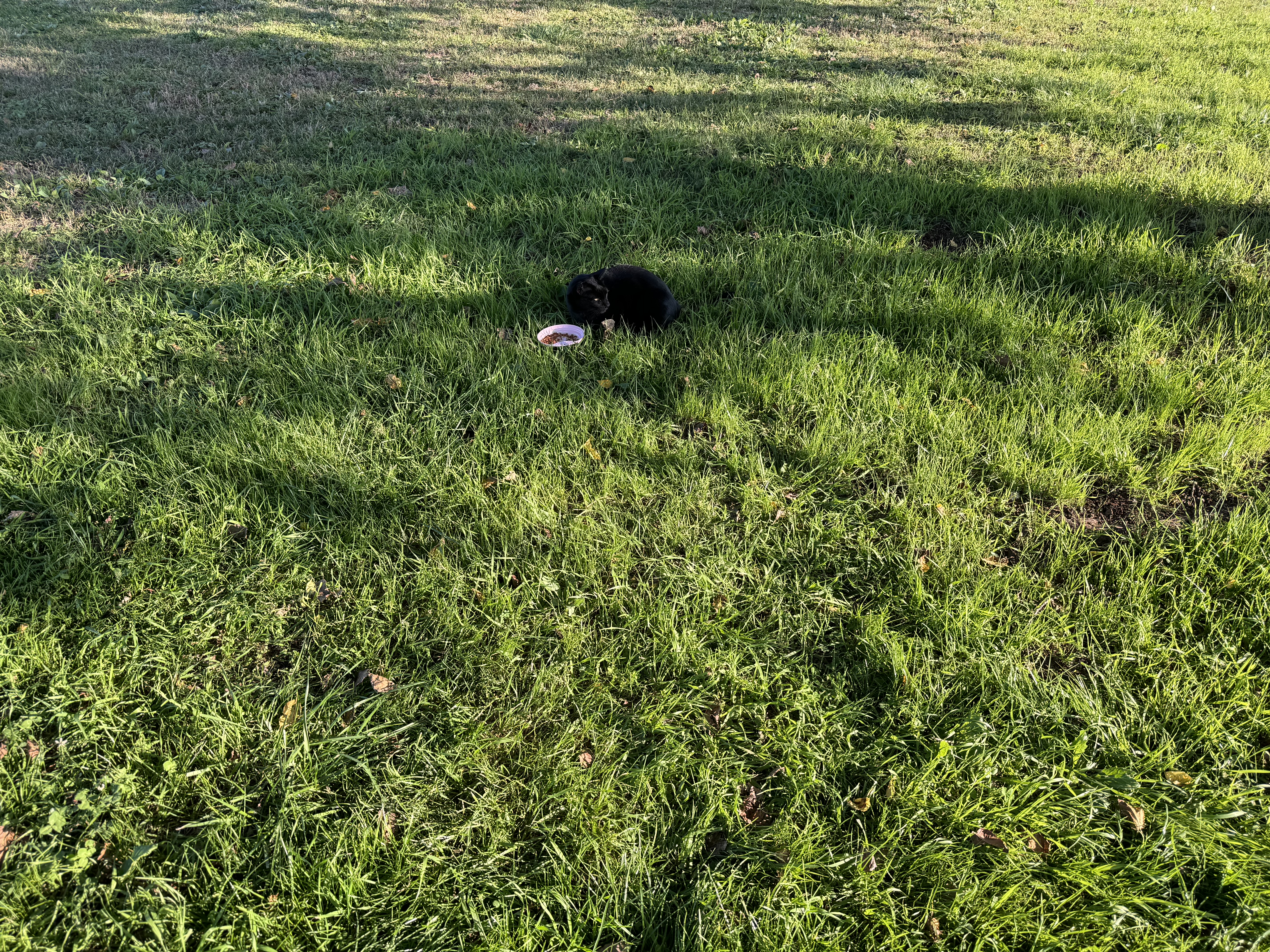 サイクリング中に猫ちゃん発見。地域猫で、誰かからもらったゴハンを食べているもよう。こちらから10ｍくらいの位置にいる。それをiPhone 15 Pro Maxのメインカメラ（24mm相当）で撮るとこうなる。