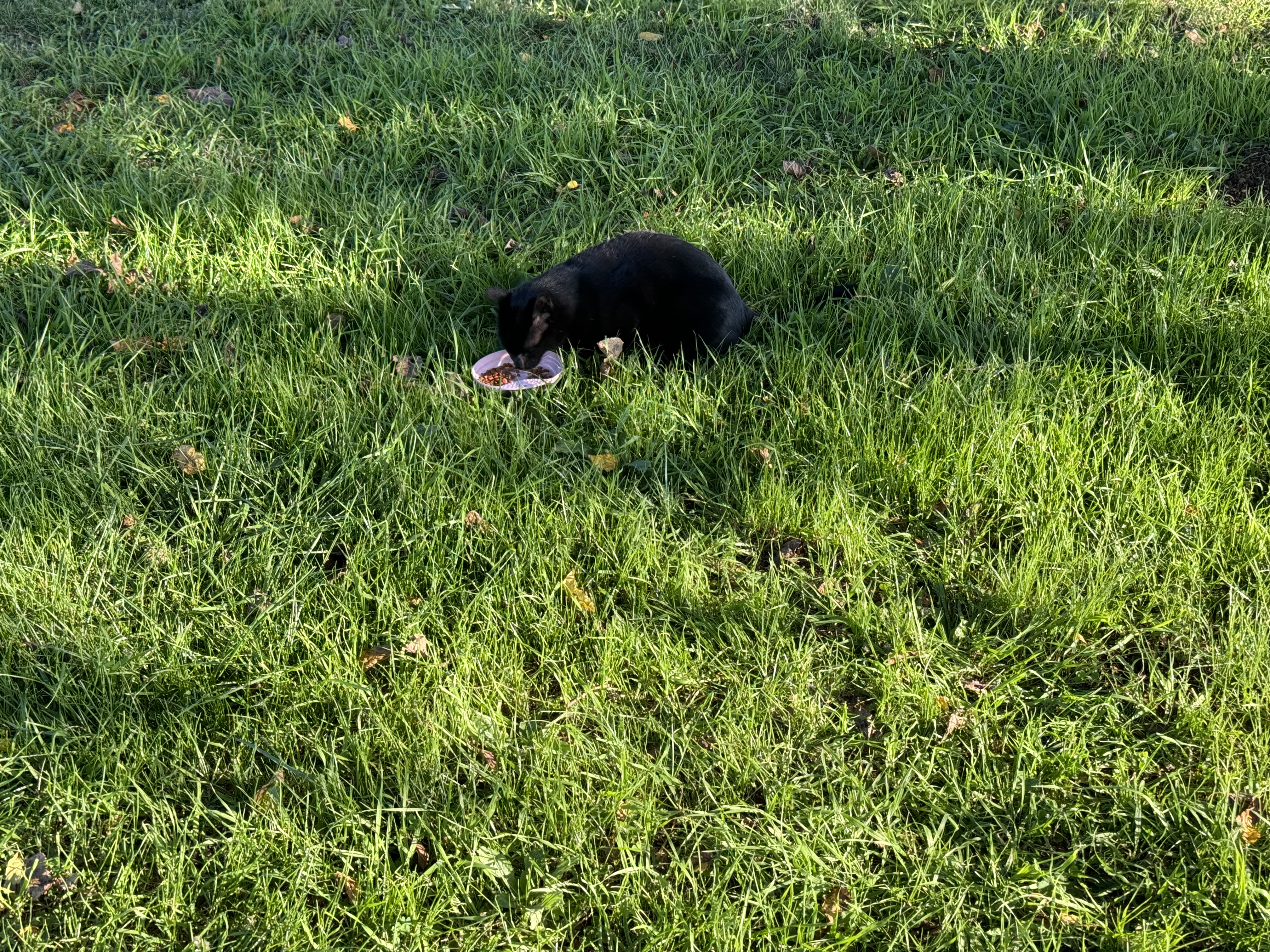 メインカメラのピクセルビニングを使った「2x」で撮るとちょっと寄れる。