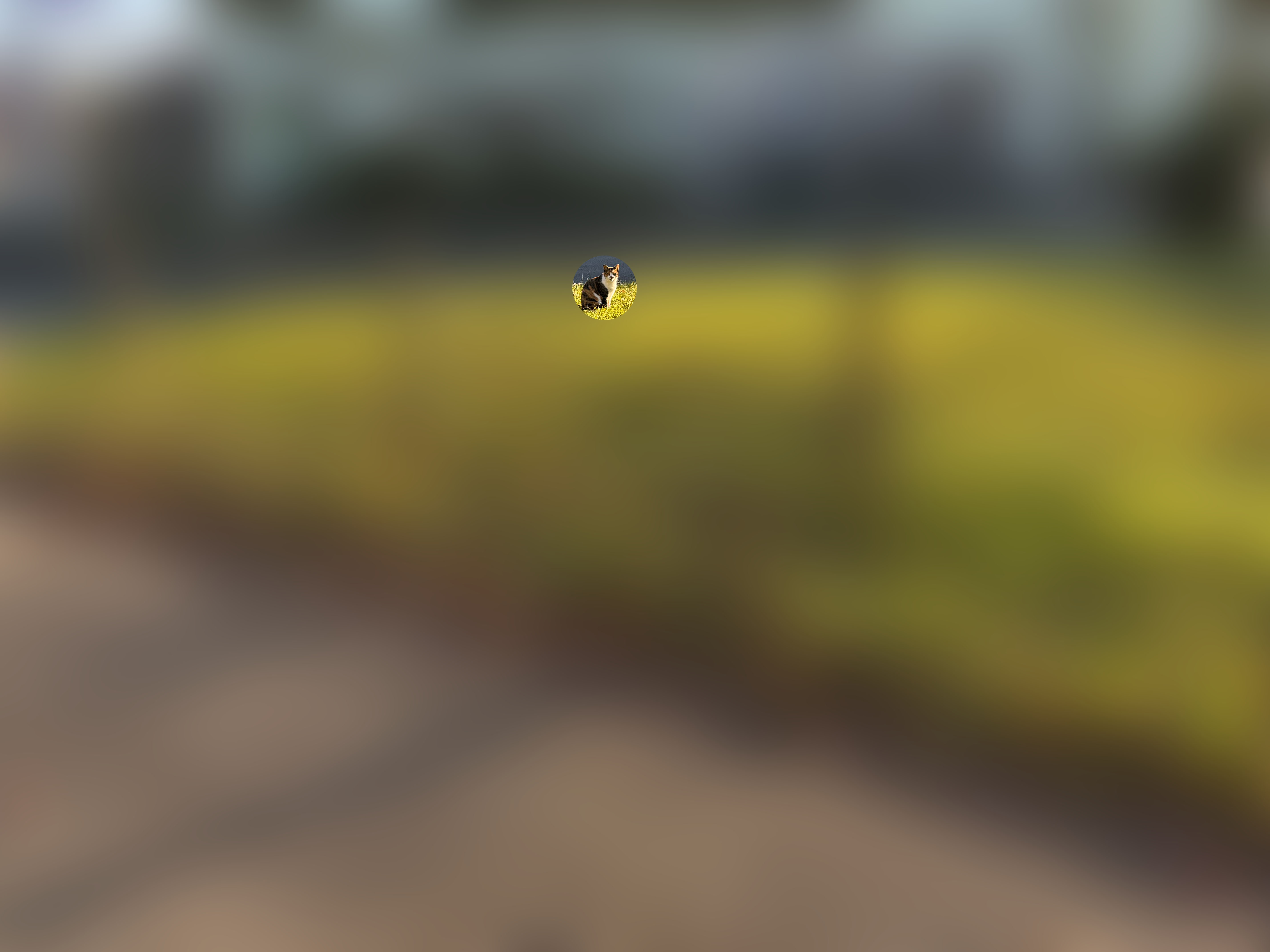 遠くに猫発見。メインカメラ「1×」で撮ったが、猫が点ですな。