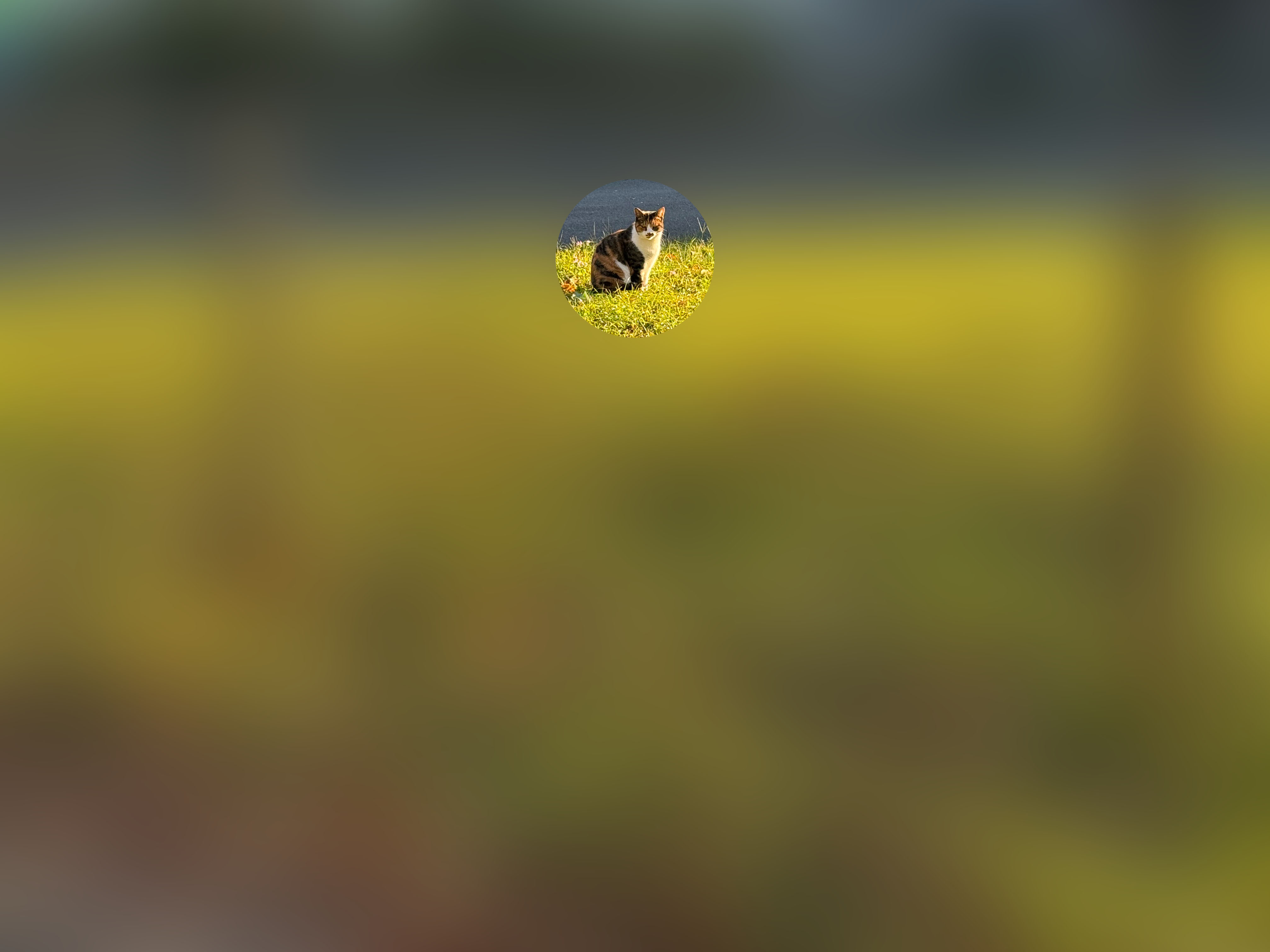 メインカメラ「2×」で撮ったが、まだ物足りない。