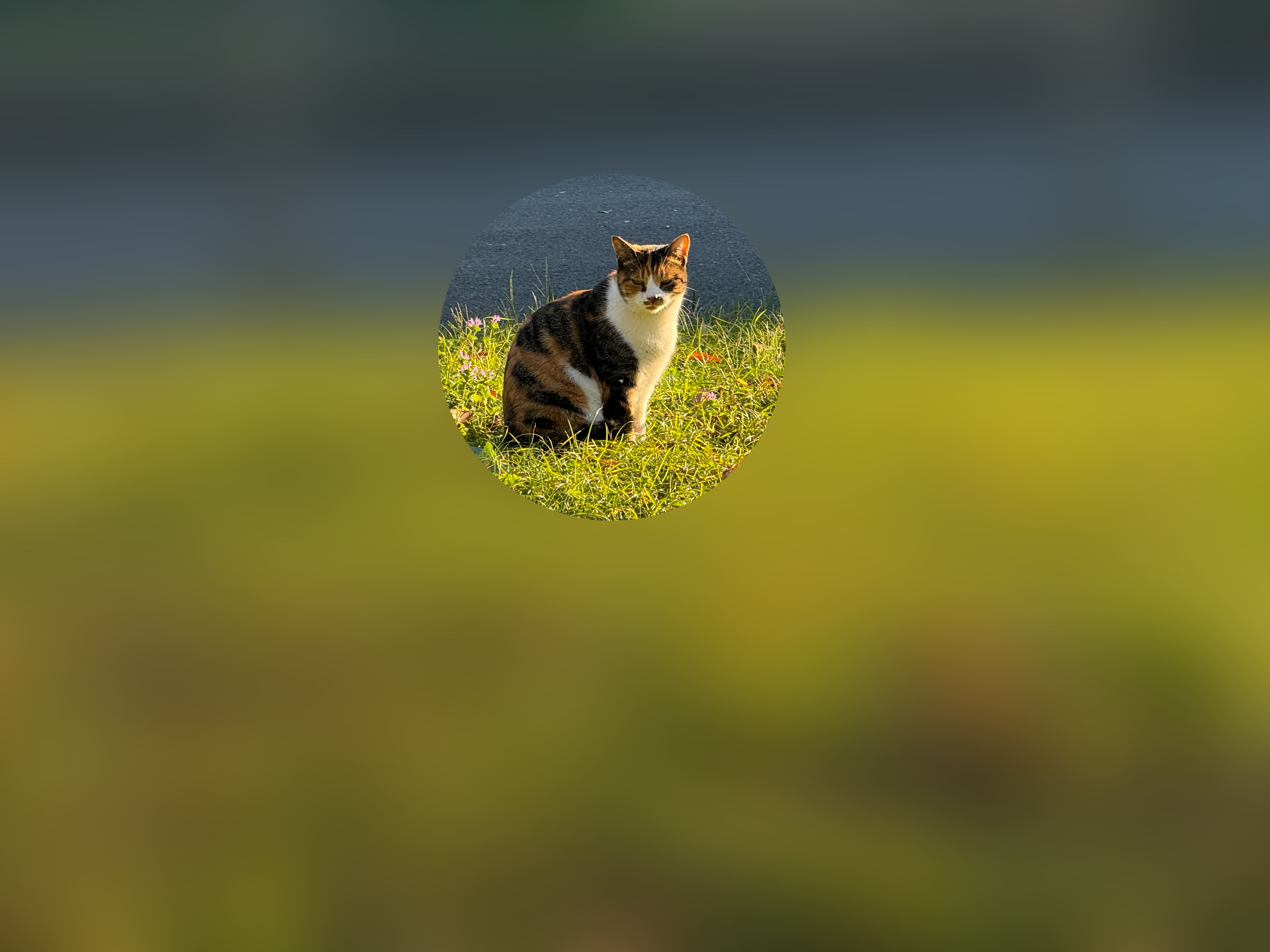 望遠カメラ「5×」で撮ると、ようやく猫の表情がわかる状態に。