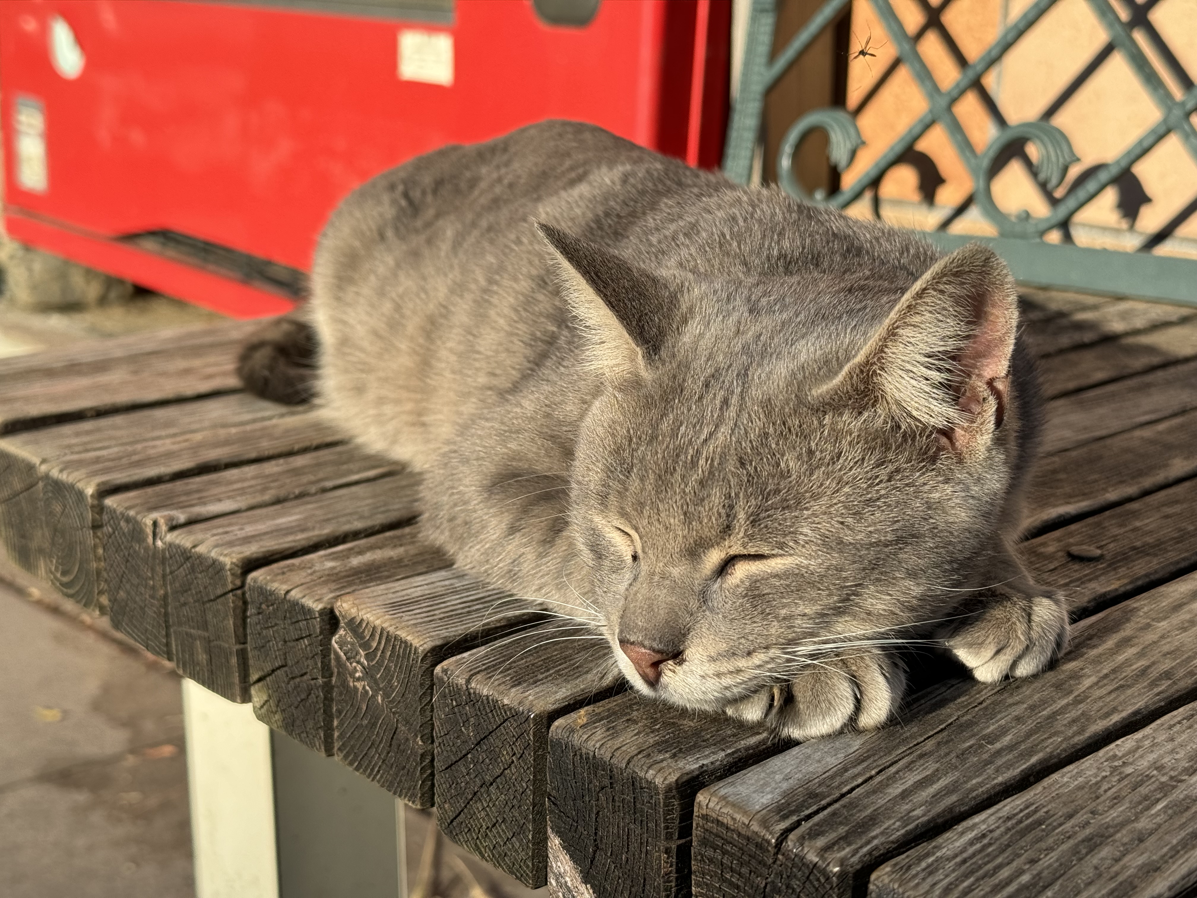 人か犬か猫を検知した場合、後からポートレート写真として楽しむことができる。こんなふうに背景のボケ味を、後から自由にコントロールできる。猫以外にピントを合わせることもできる。