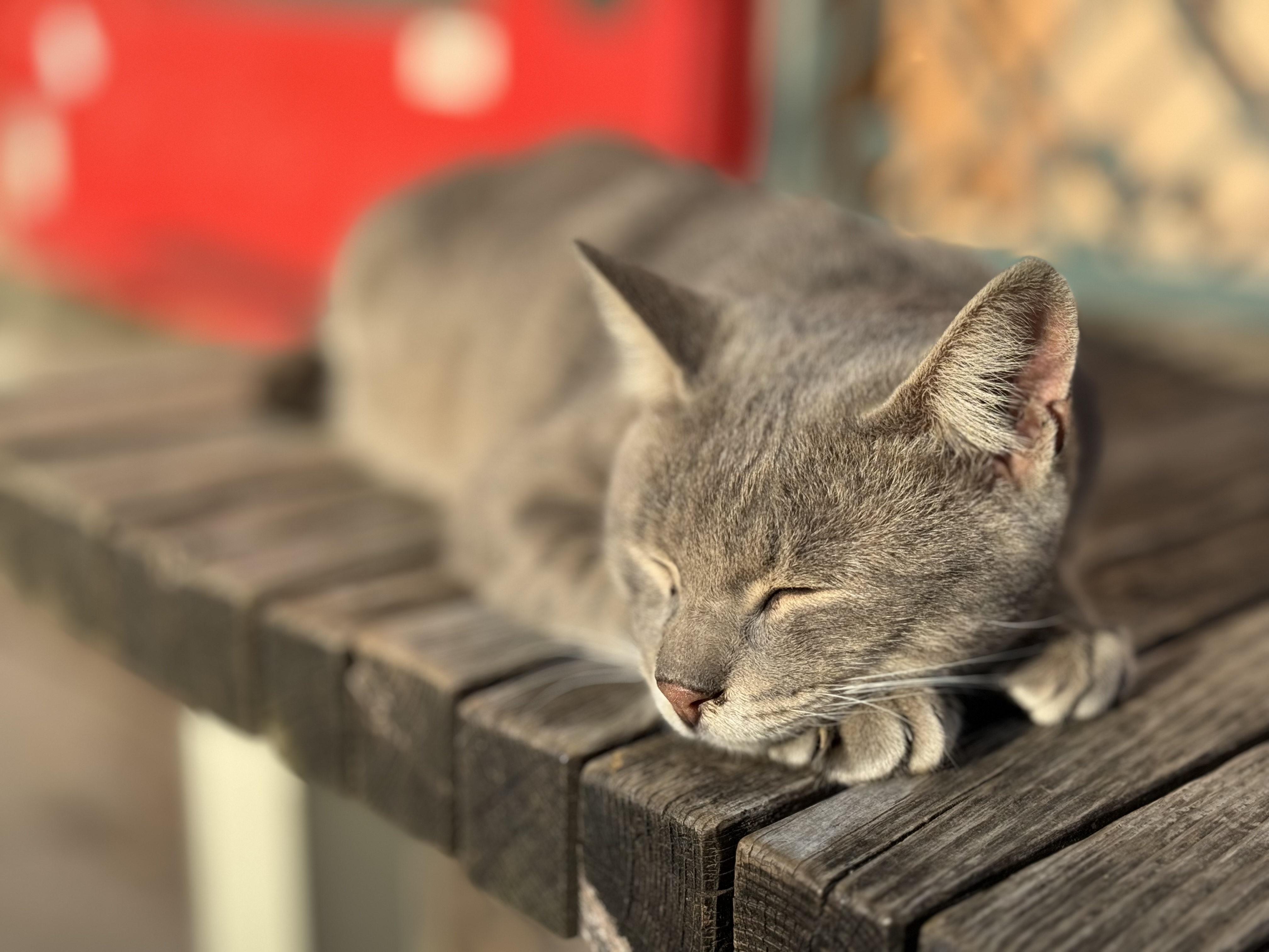 日向ぼっこ猫発見！　速写！　フツーに写真が保存される。