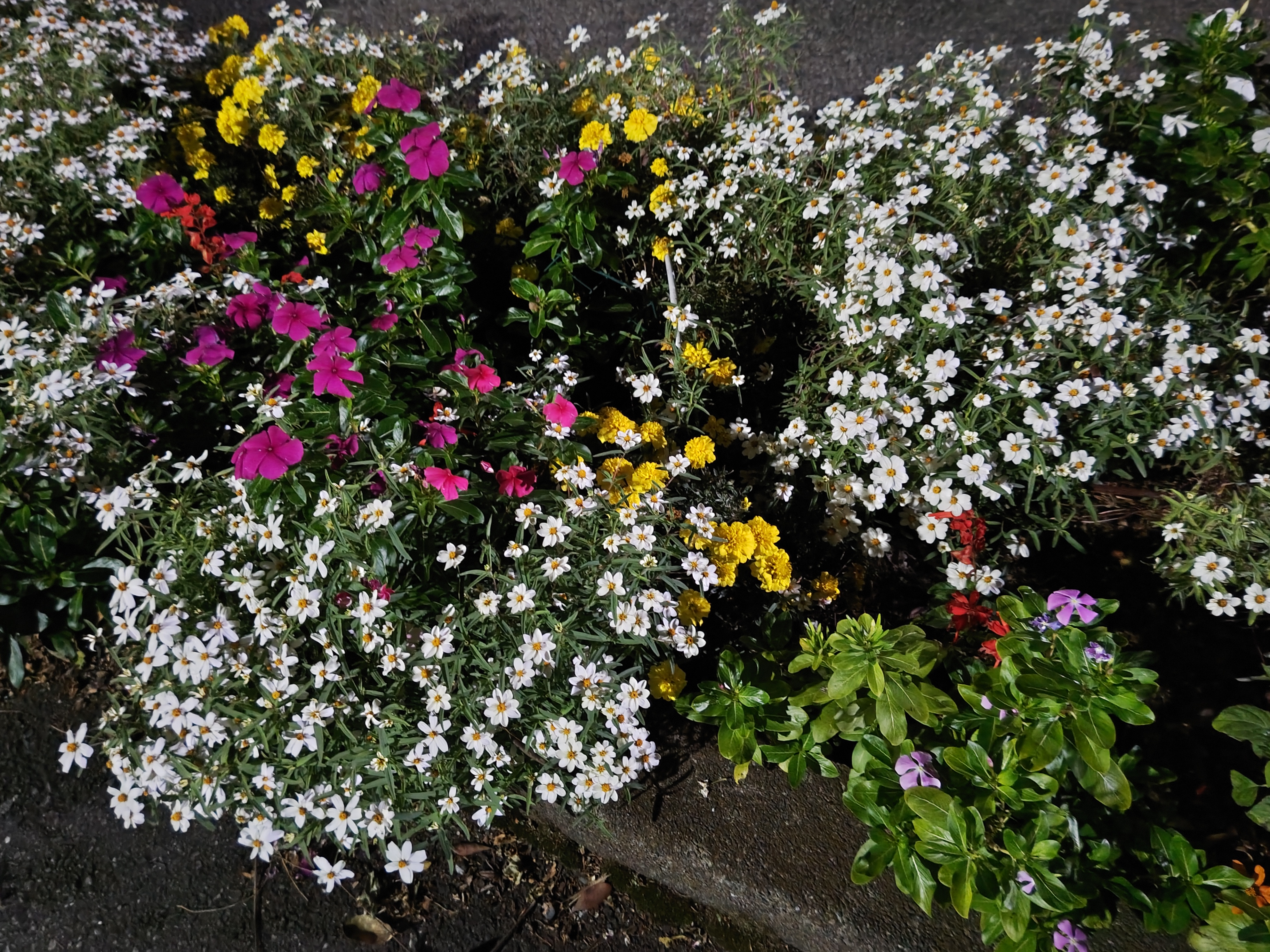 花を撮影。それぞれの色が鮮やかに写っていてびっくり