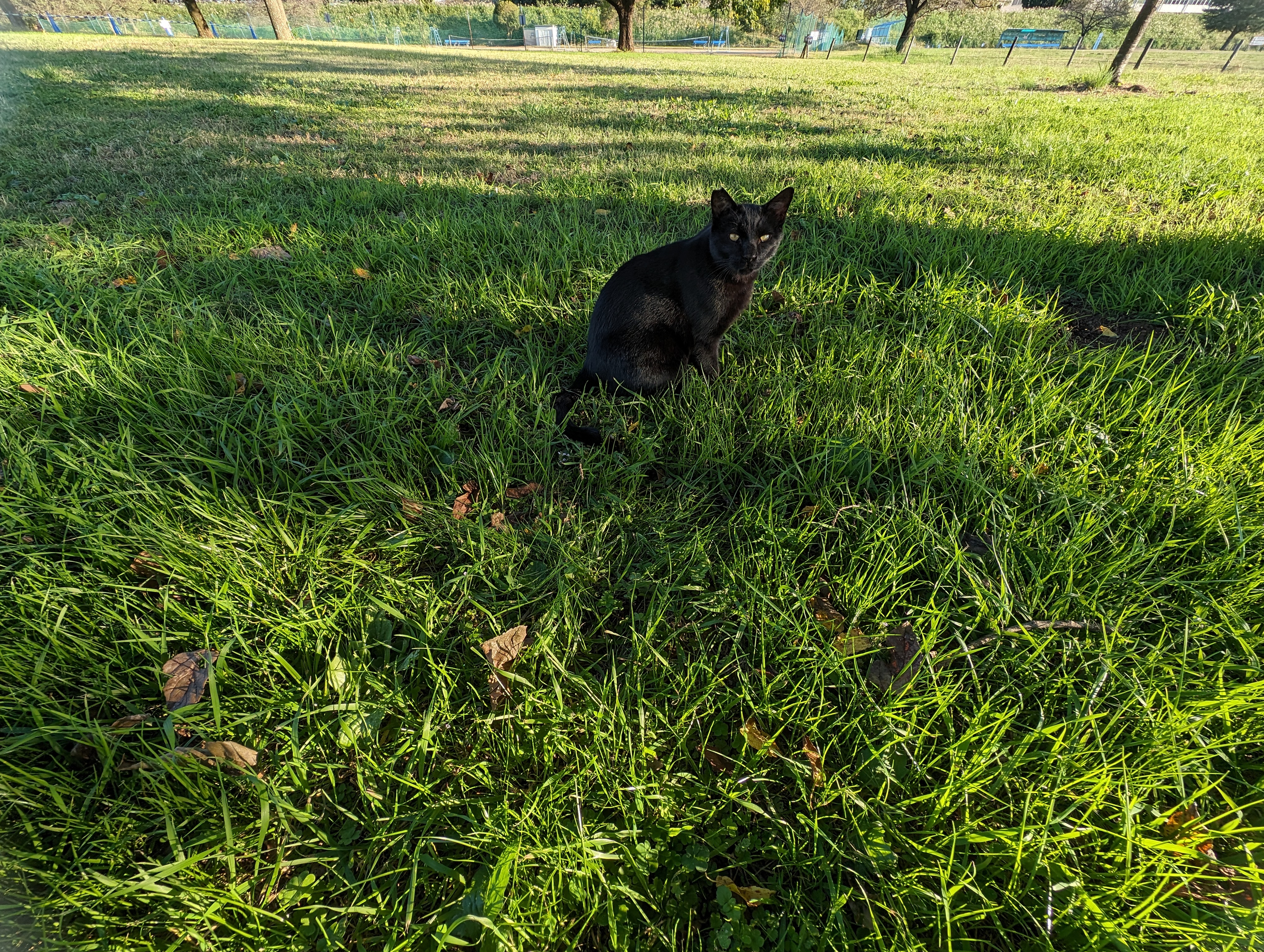 黒猫ちゃん。望遠レンズは解像感も高く良好な描写になることが多い。