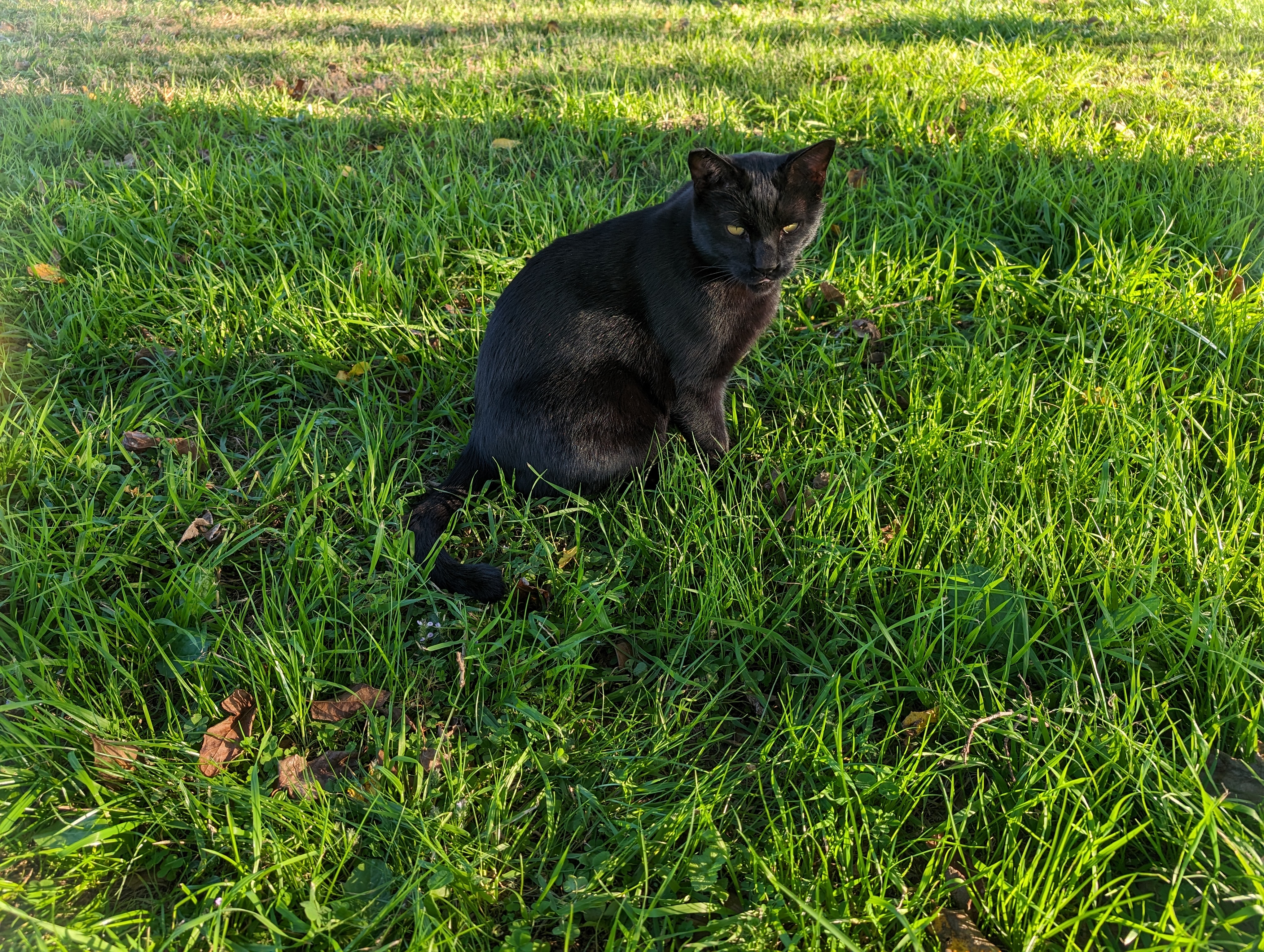 黒猫ちゃん。望遠レンズは解像感も高く良好な描写になることが多い。