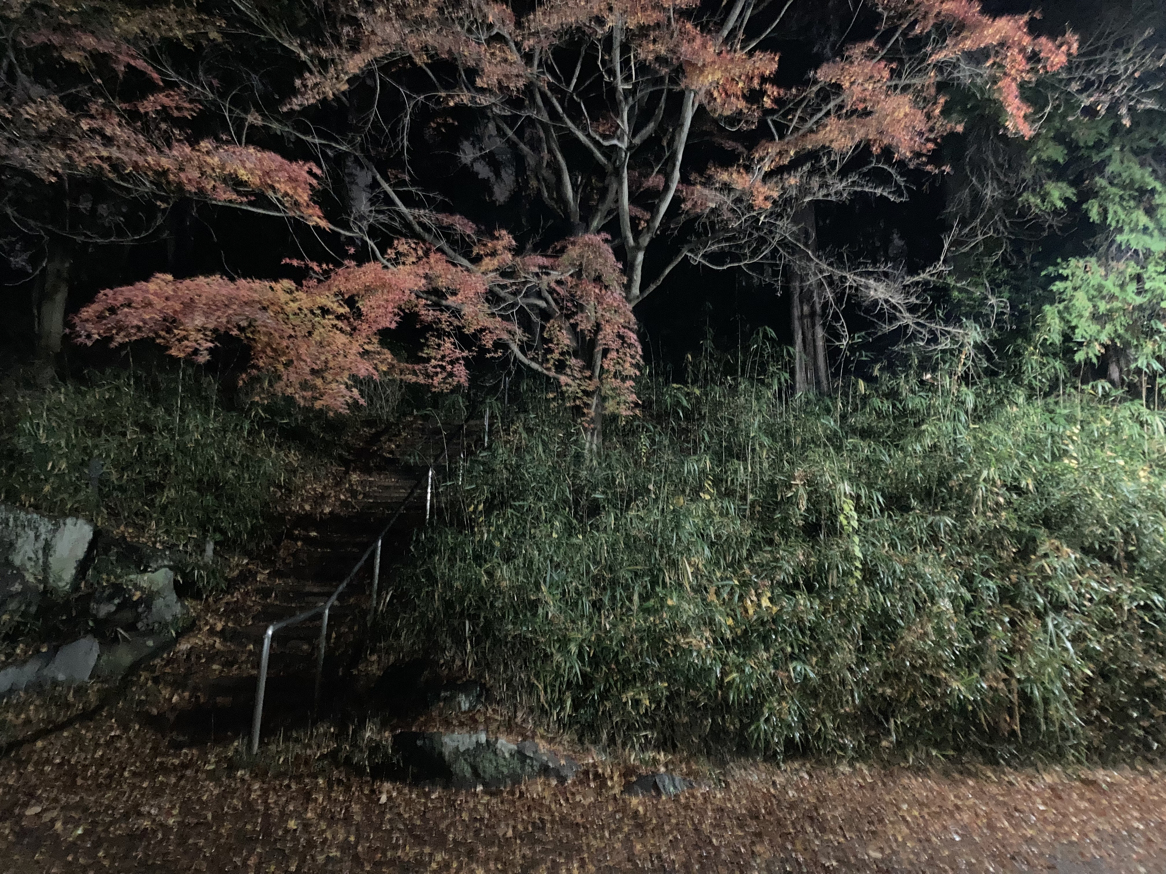 iPhone SE（第2世代）で撮影