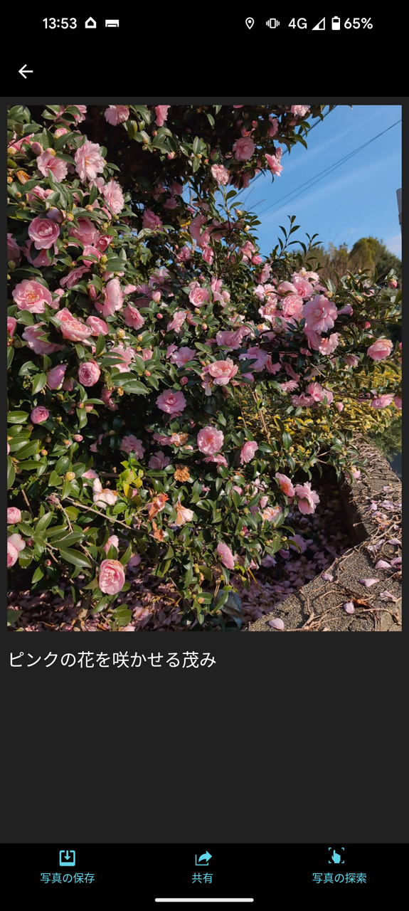 花の名前はわからないが、目の前の状況はよくわかる