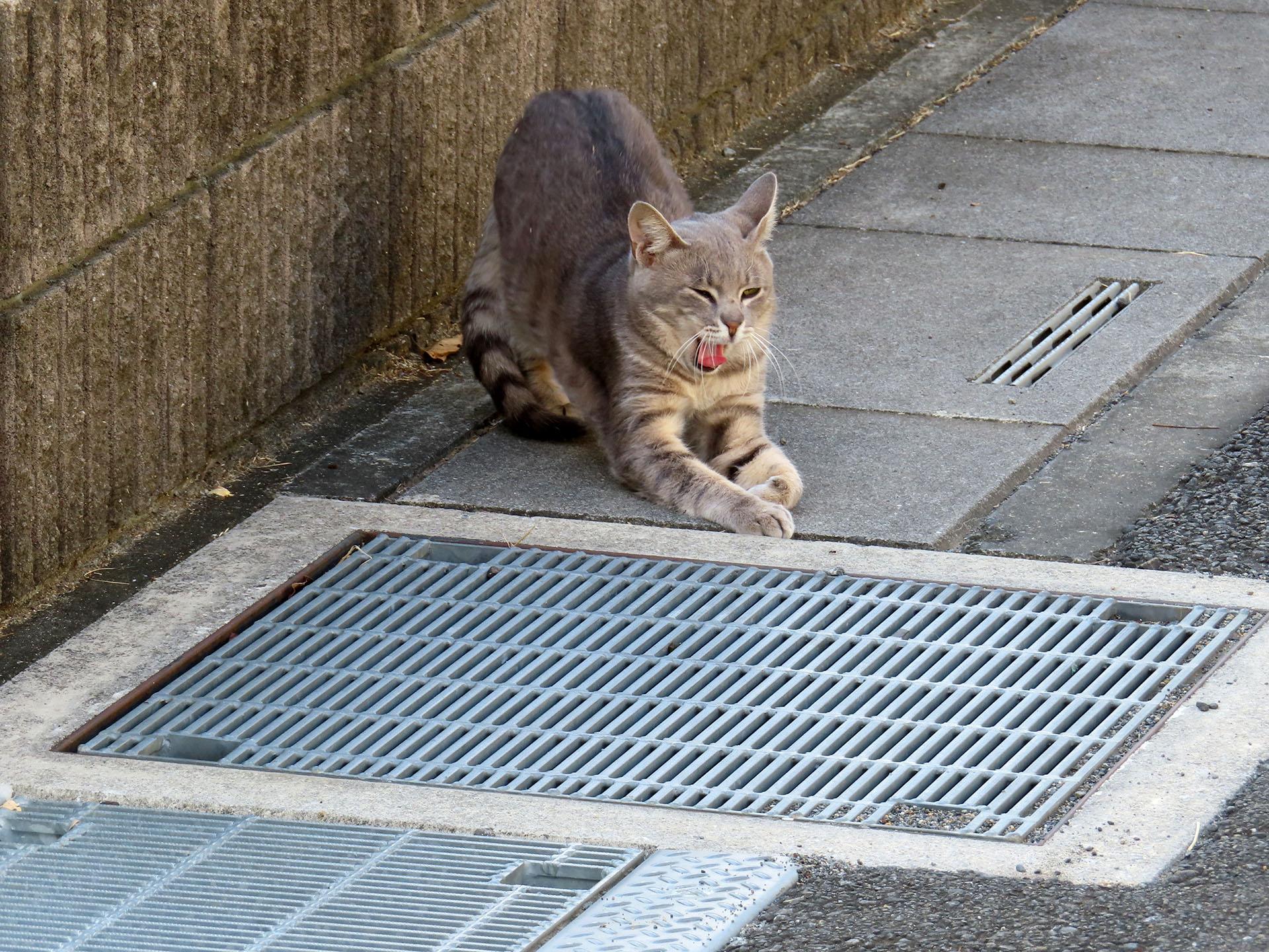 ズームアップして撮影。このくらい離れていると、猫は警戒しない。