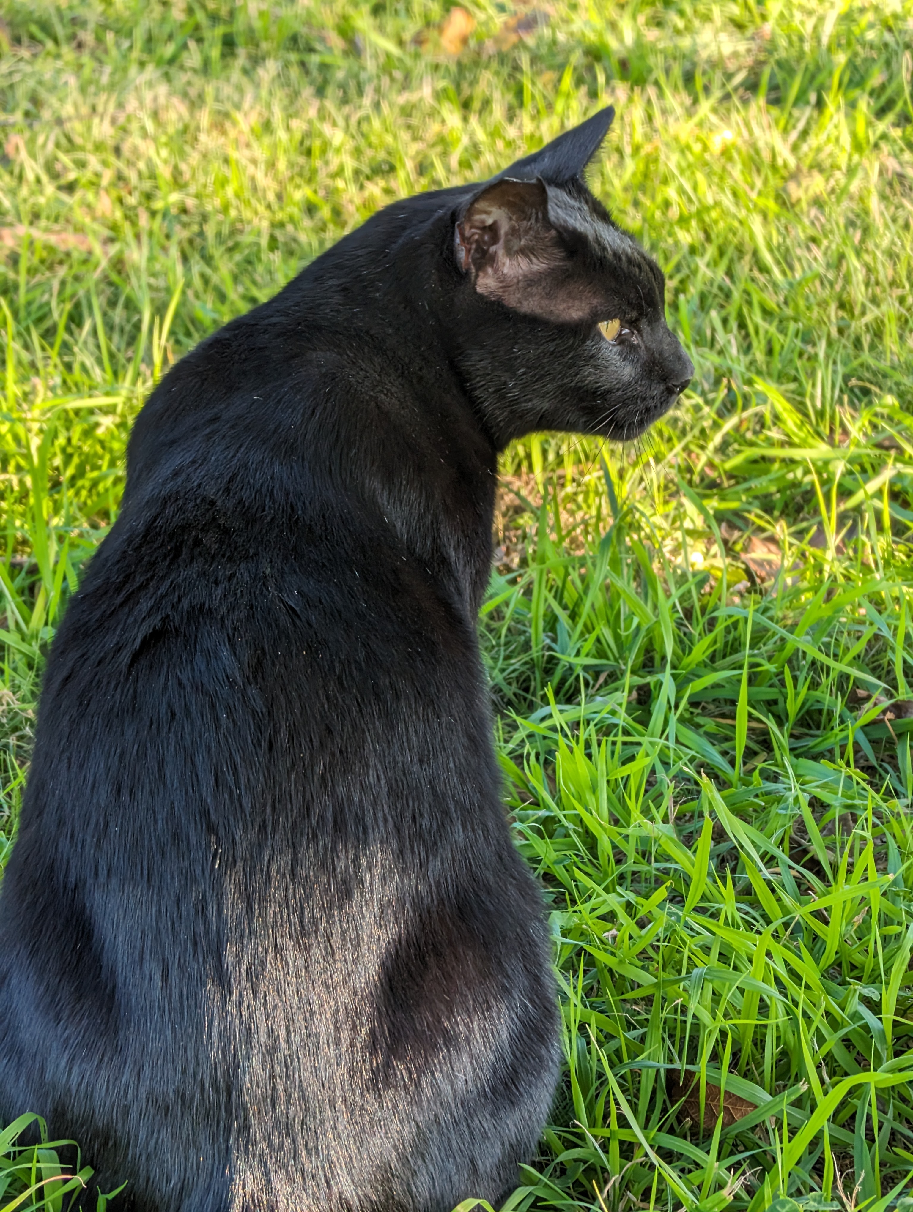 望遠レンズで猫を撮影。発色も解像感も良好である。