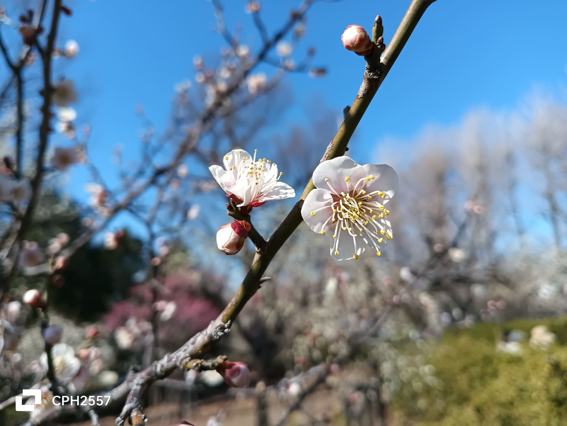 屋外で梅を撮影。近くで撮影したため、他の枝や木々がボケた仕上がり