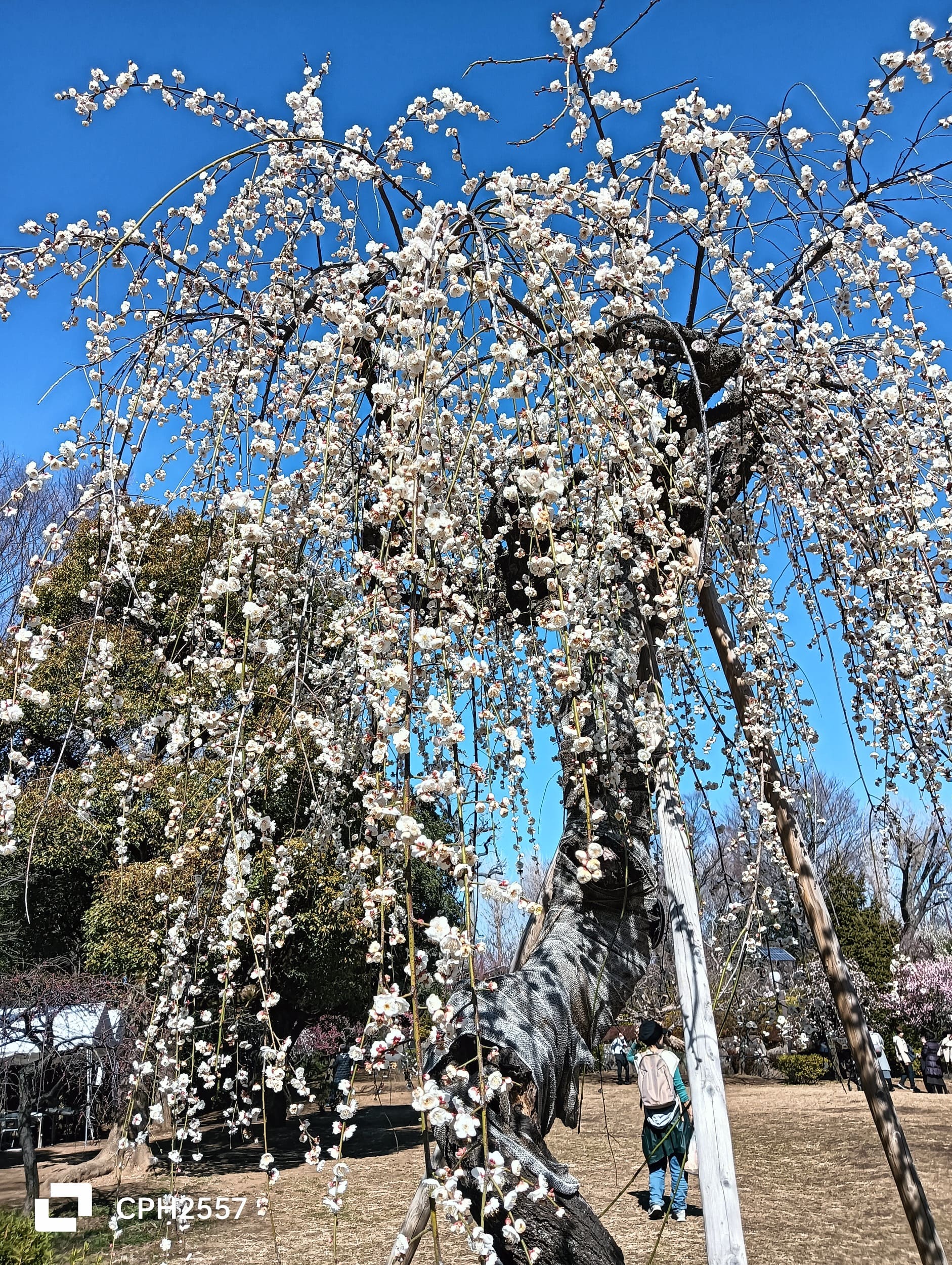 梅の木を撮影。冬場の晴天で明るかったためか、コントラストのバランスが今ひとつ