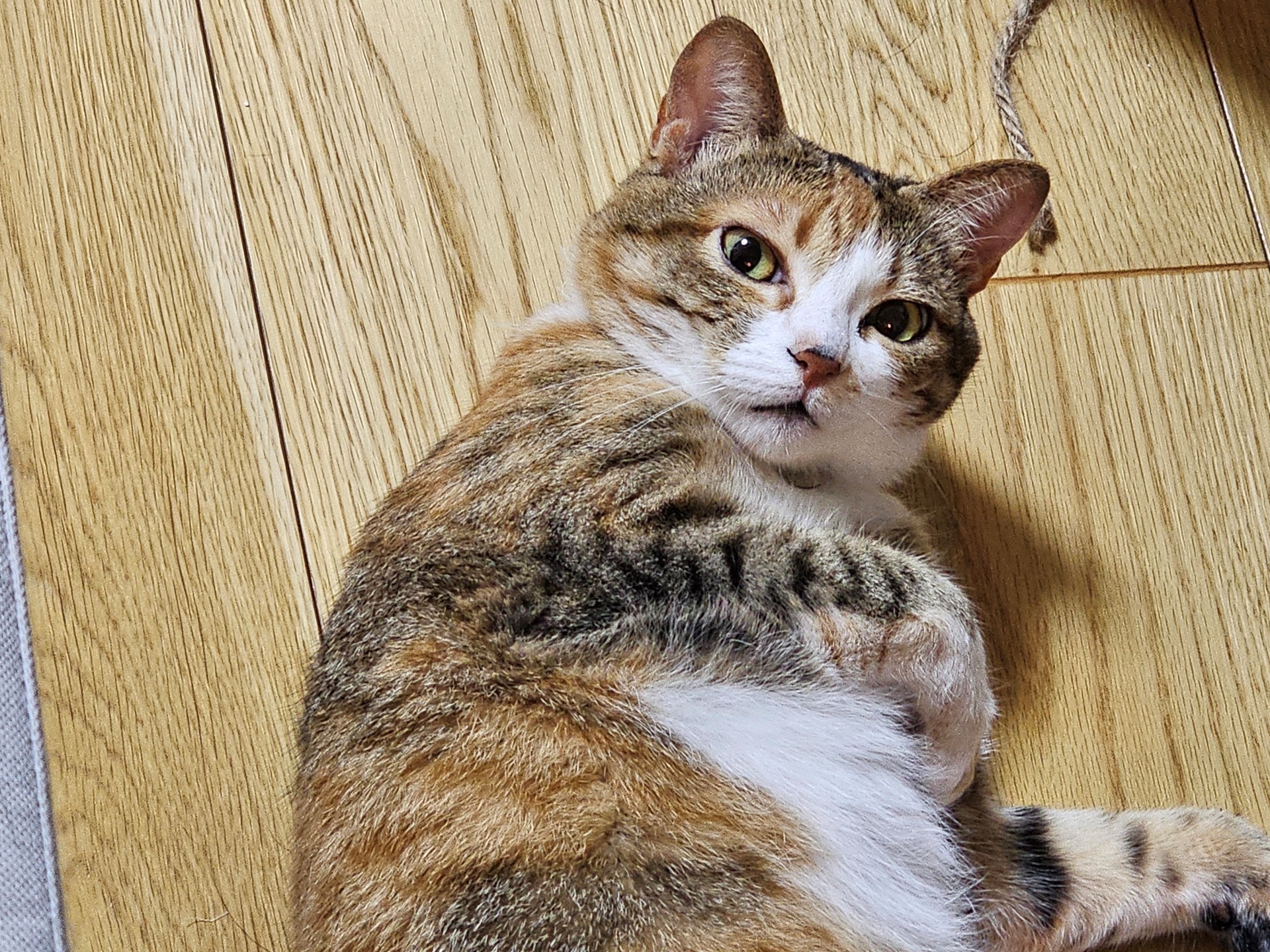 猫の右上にはヒモが、左側には灰色の板状のものが写り込んでしまった。これらを片付けていると猫のかわいい瞬間を写真に収められなくなってしまう