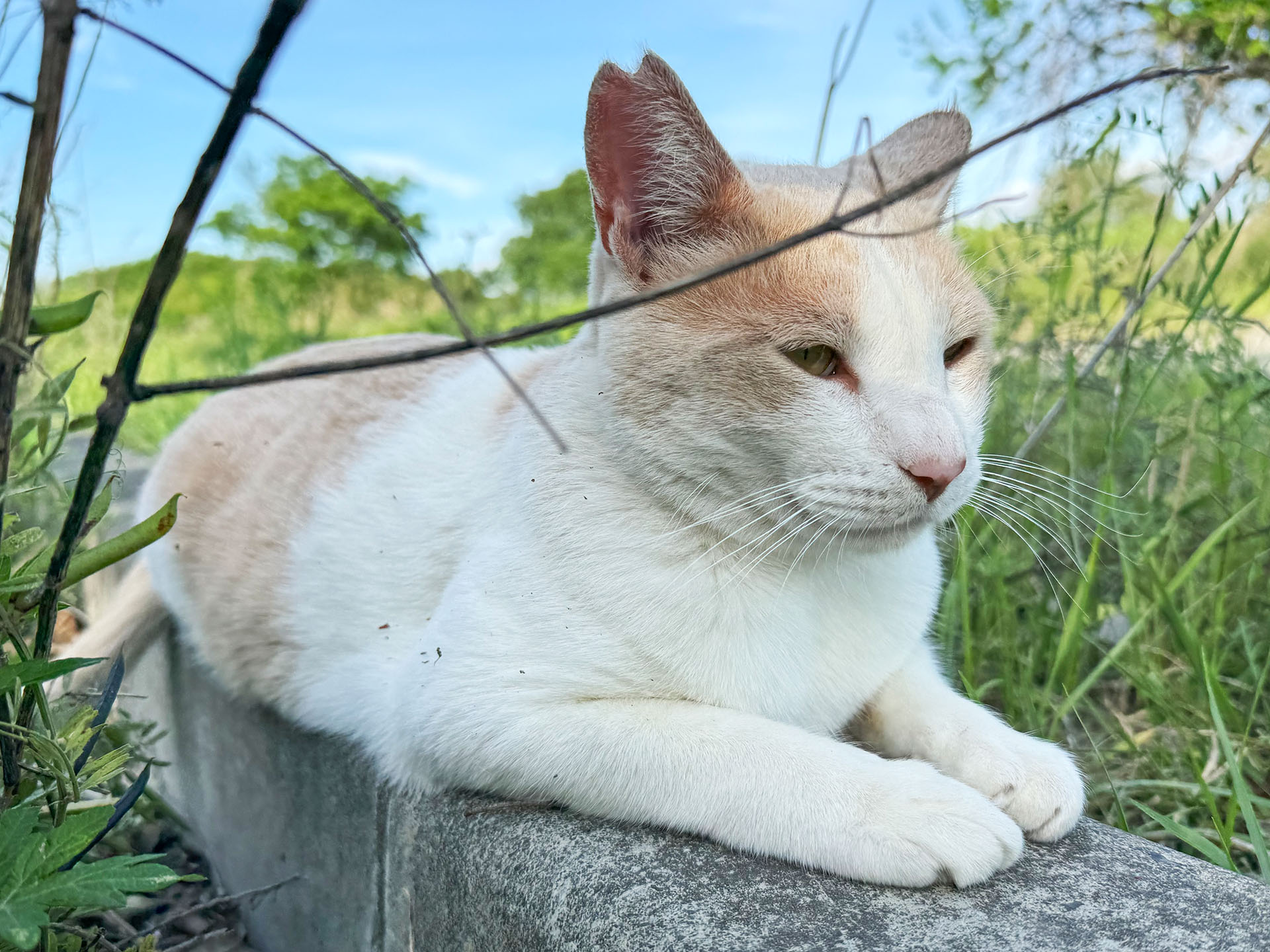 猫サイクリングで久々に出会った「くるみちゃん」。超人懐っこい地域猫で、いろんな人からごはんをもらっている。お腹を上向きにして転がって「遊ぼう！」と誘い、お腹を触っても怒らない〜♪