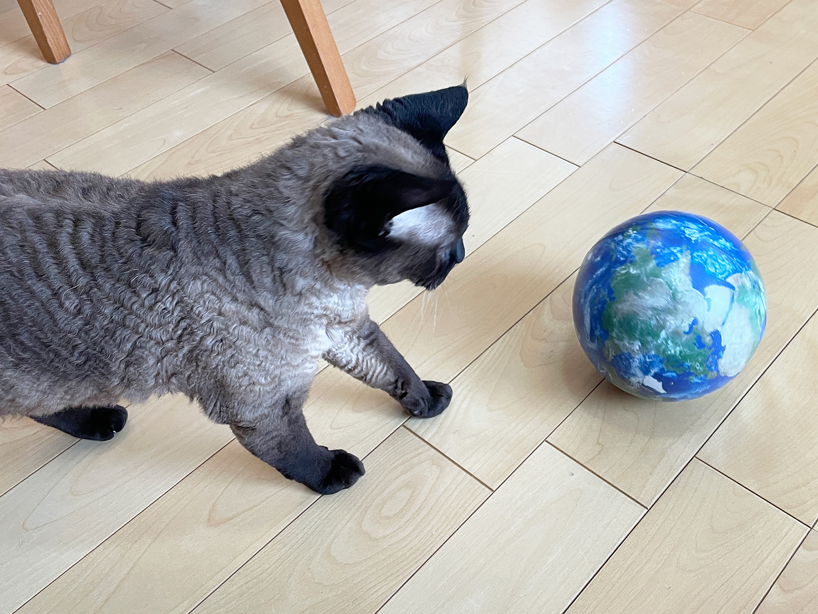 よく転がるので、猫と地球が戯れる場面も楽しめます。