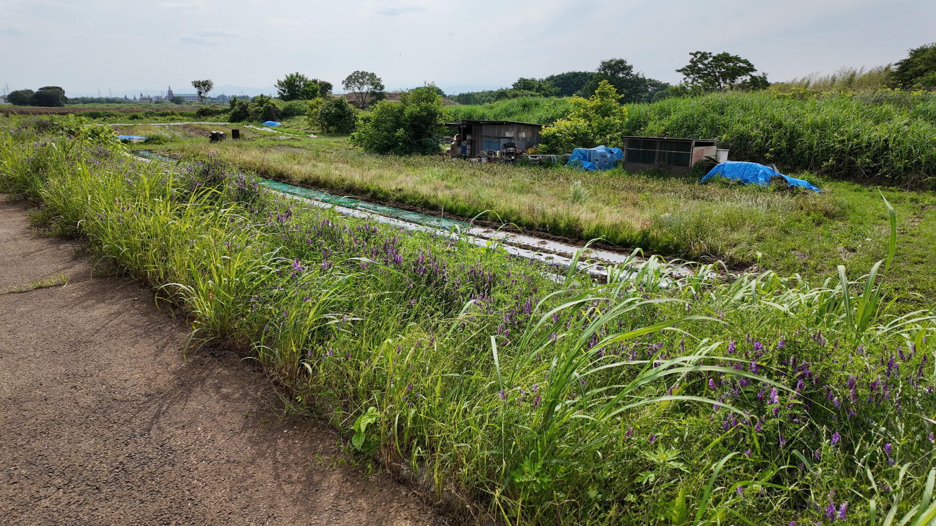 静止画も、解像度は低めであるものの、細部の解像感は良好だと思う。