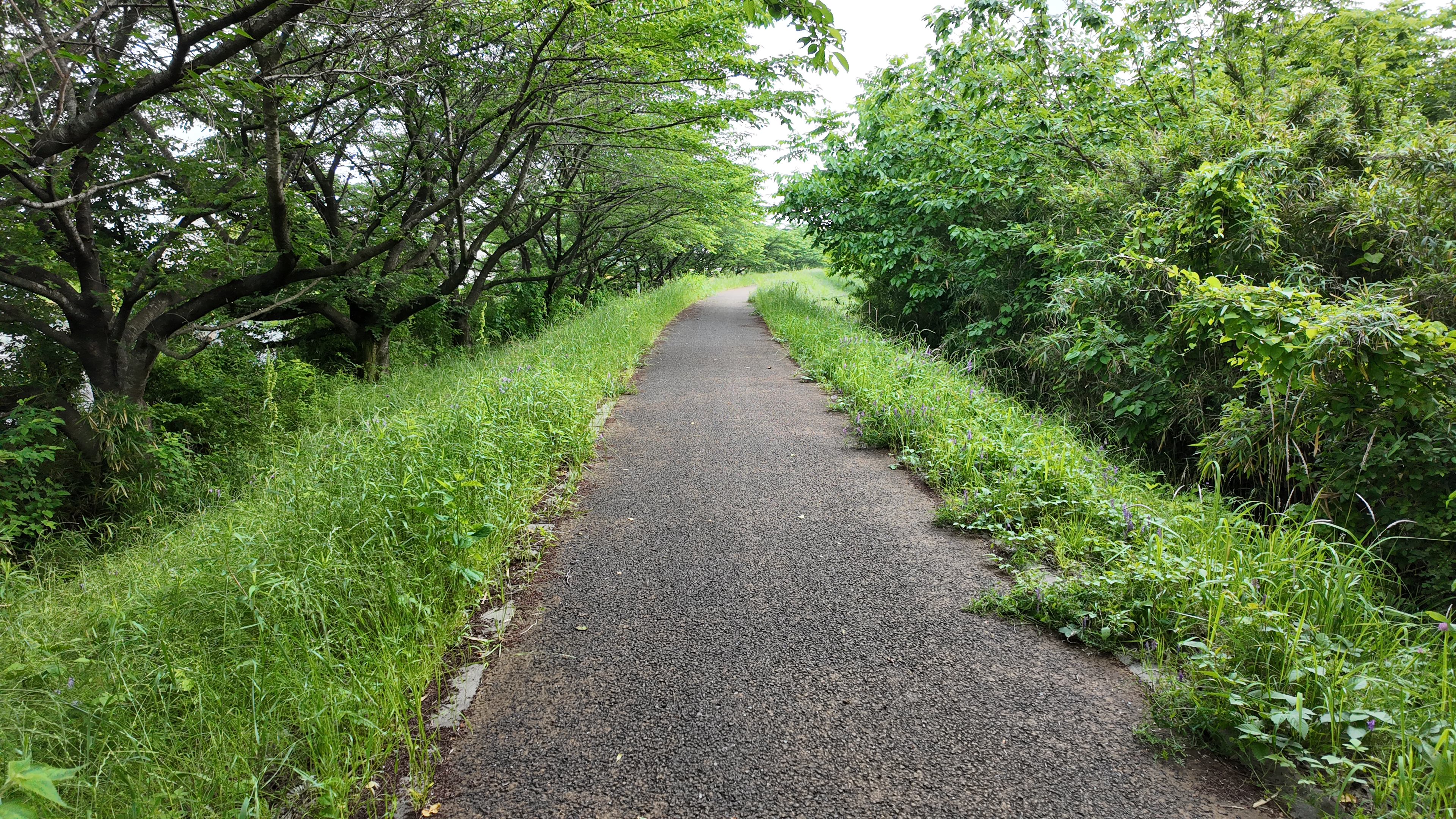 細部までよく解像しており、ダイナミックレンジも広いように思う。