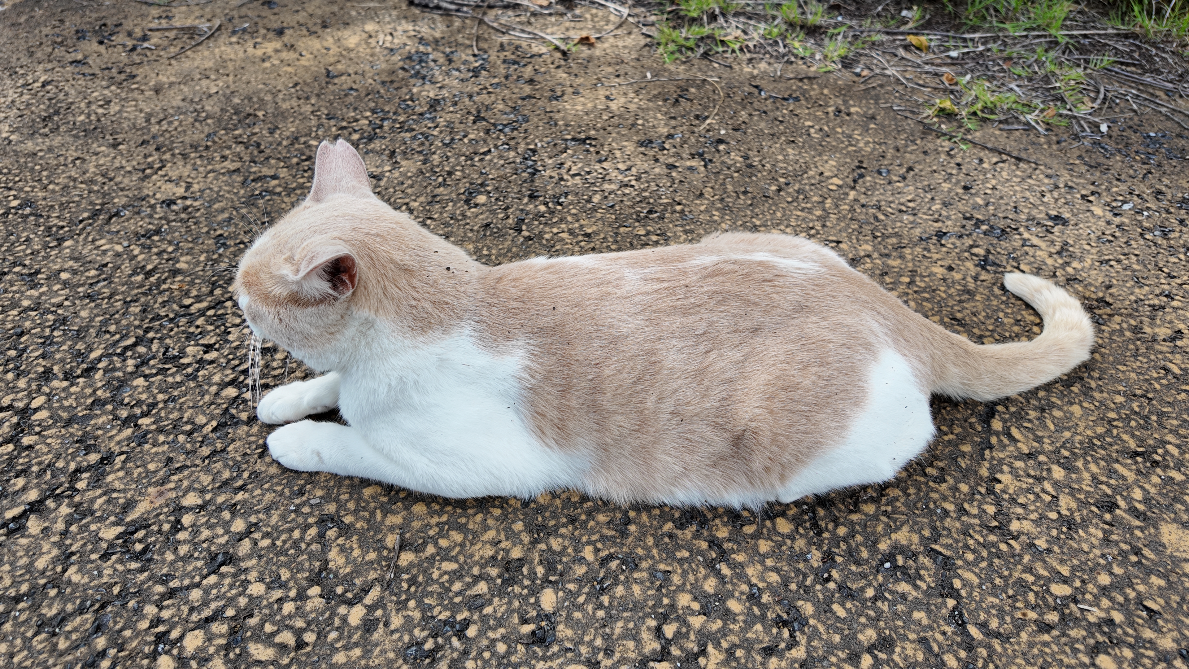 くるみちゃんを静止画で。