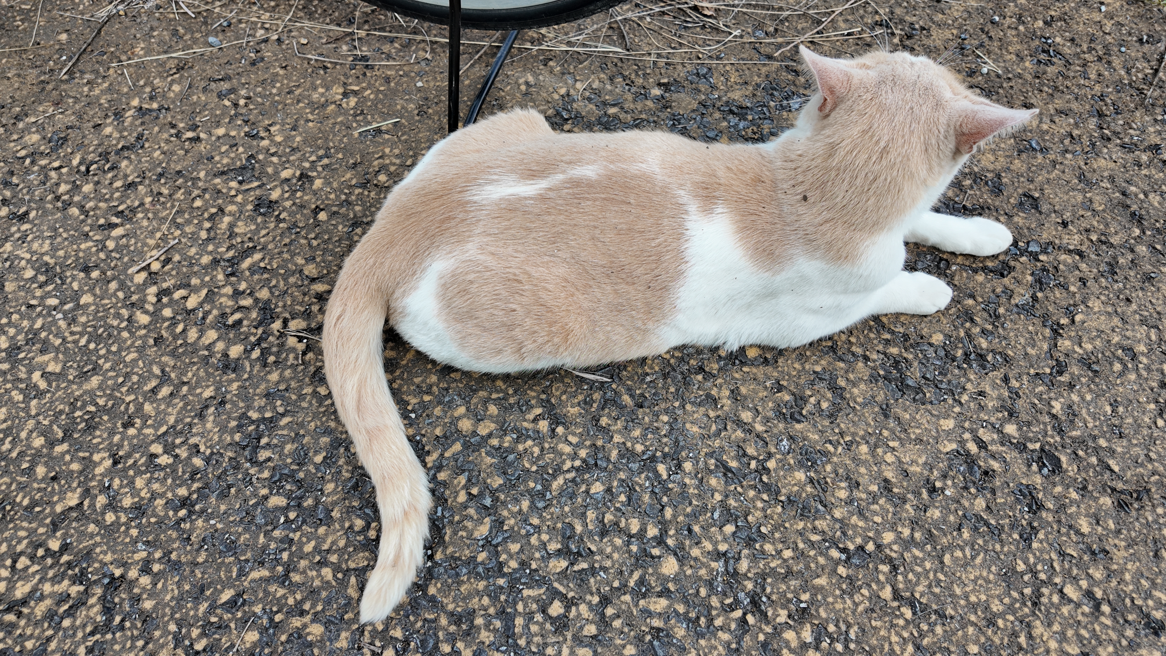 静止画カメラとしても十分な実力があると感じられる。