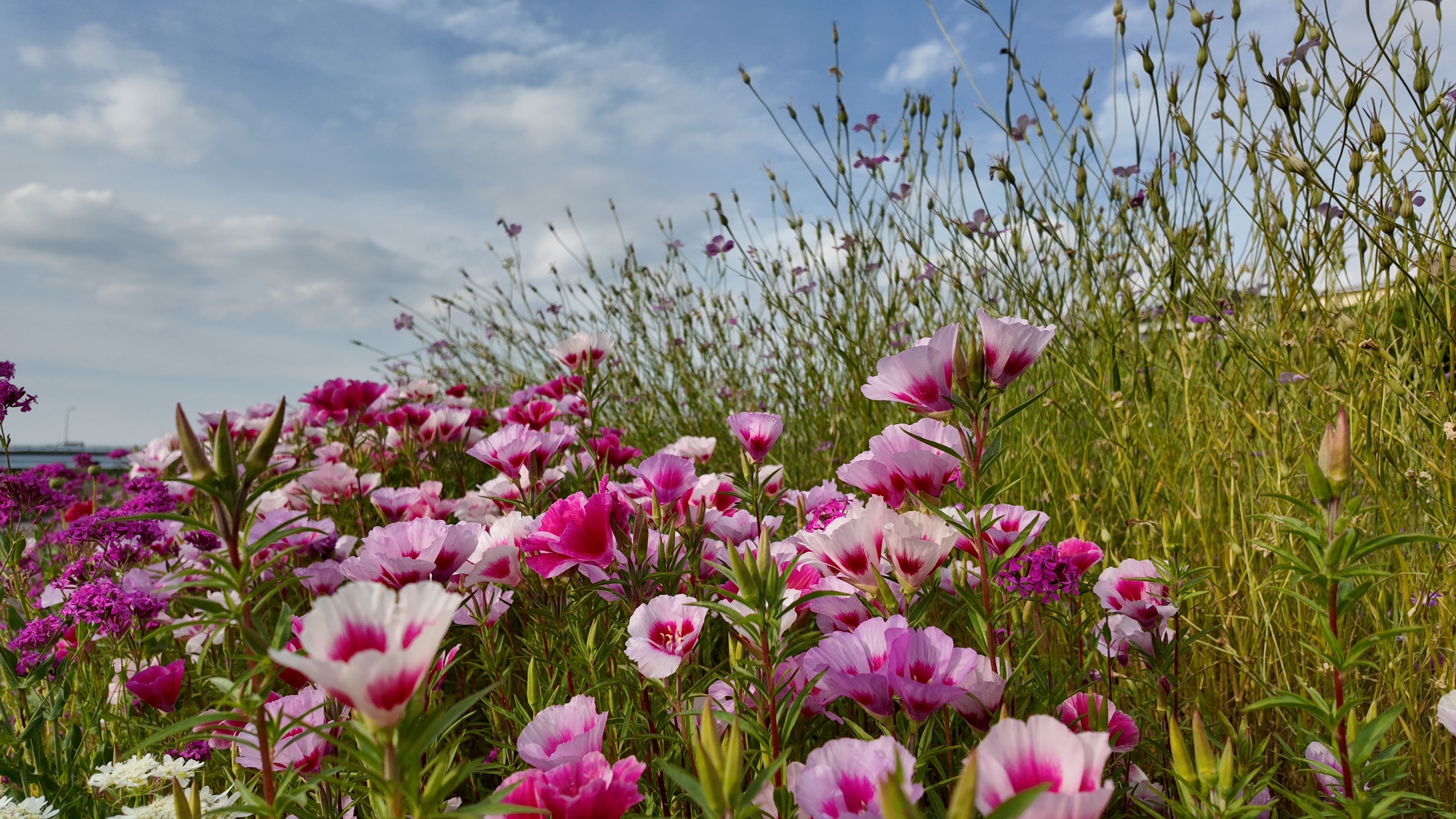 その花を静止画で。f/2.0と絞りが浅いので、立体感のある映像になる。