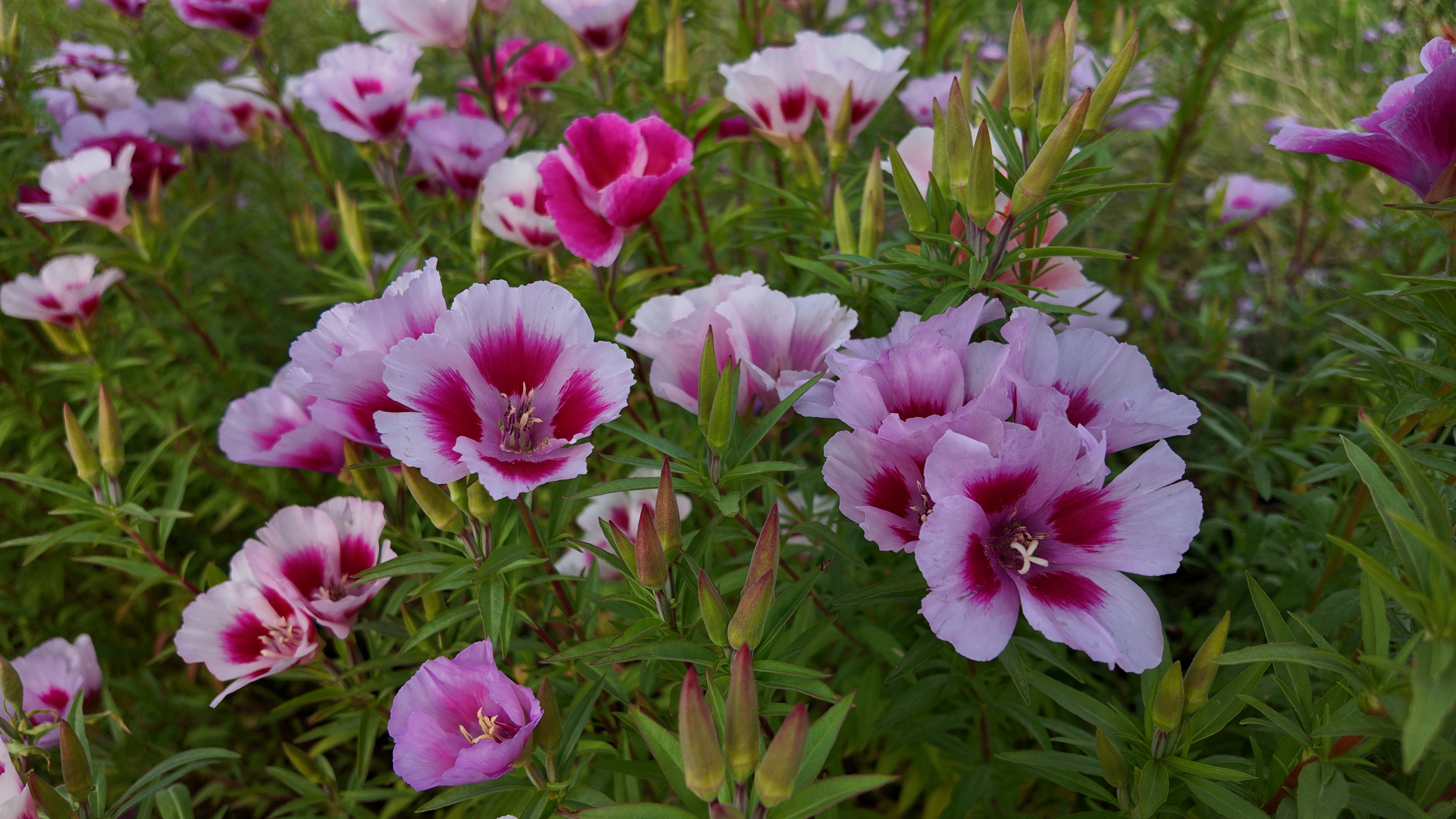 たぶん最短距離での撮影。発色も良好だ。