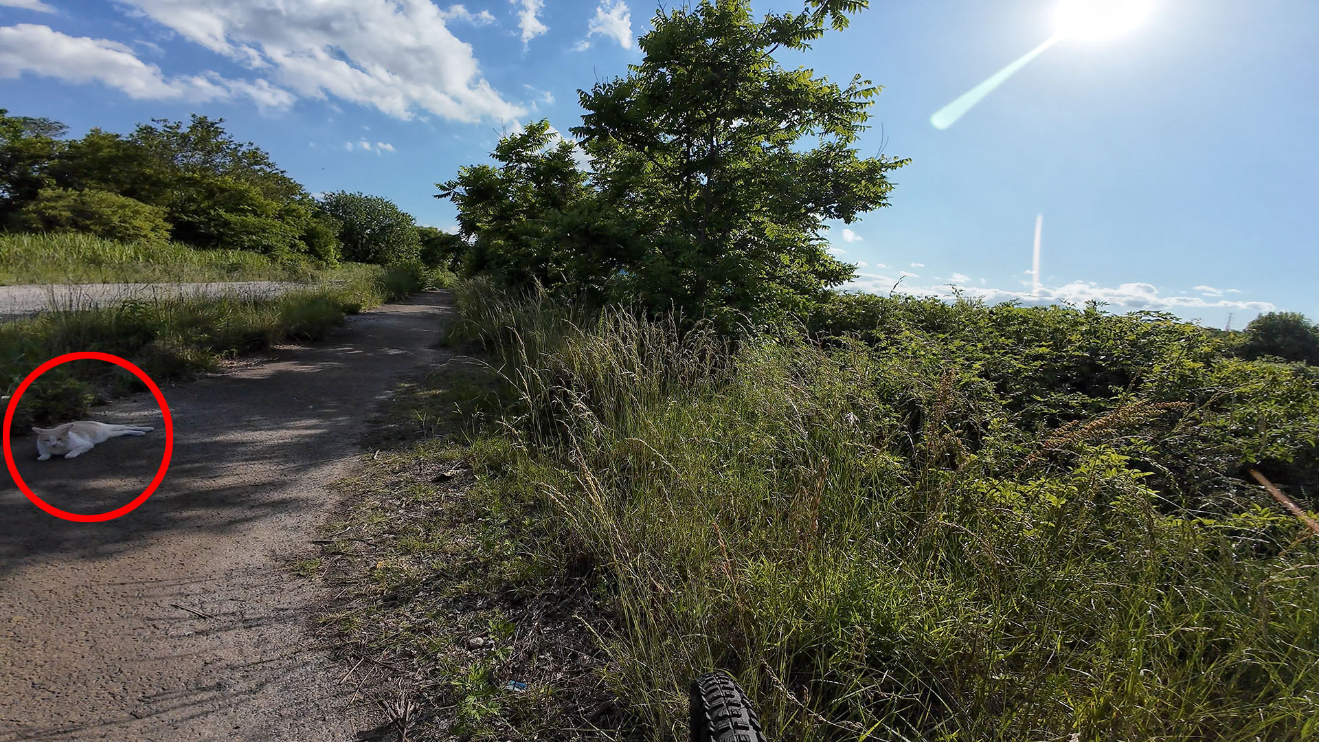 あっ猫発見！　猫プライバシーの問題もあり、ここからは自転車のマウントからOsmo Action 4を外して手持ち撮影する様子を、動画から切り出した静止画でお届け。静止画は4K動画をリサイズしたもの。