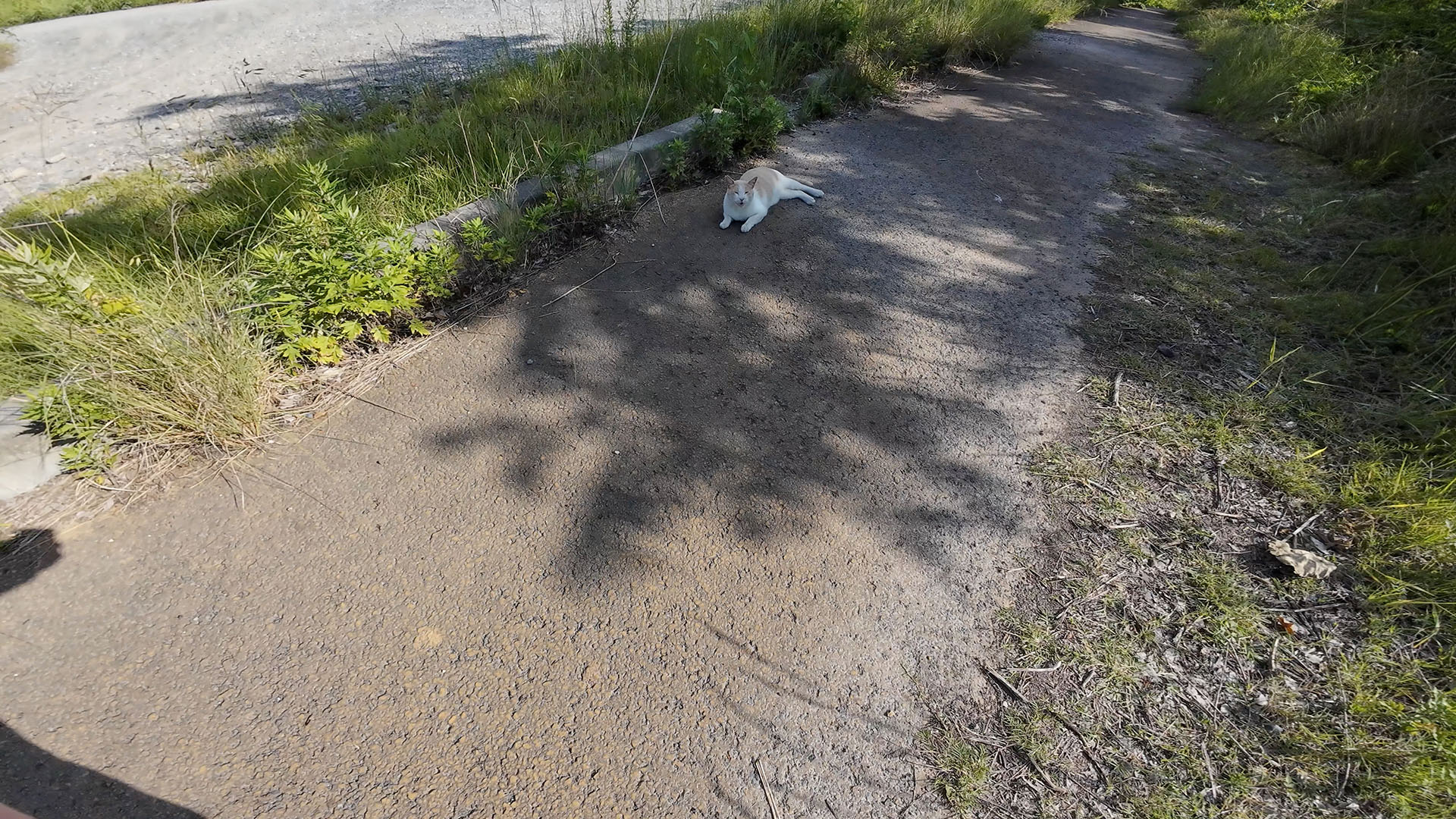 Osmo Action 4を手持ち撮影に切り換えて、猫に接近。顔見知りの地域猫であり、すでに友だち申請が通ったので逃げないのである。