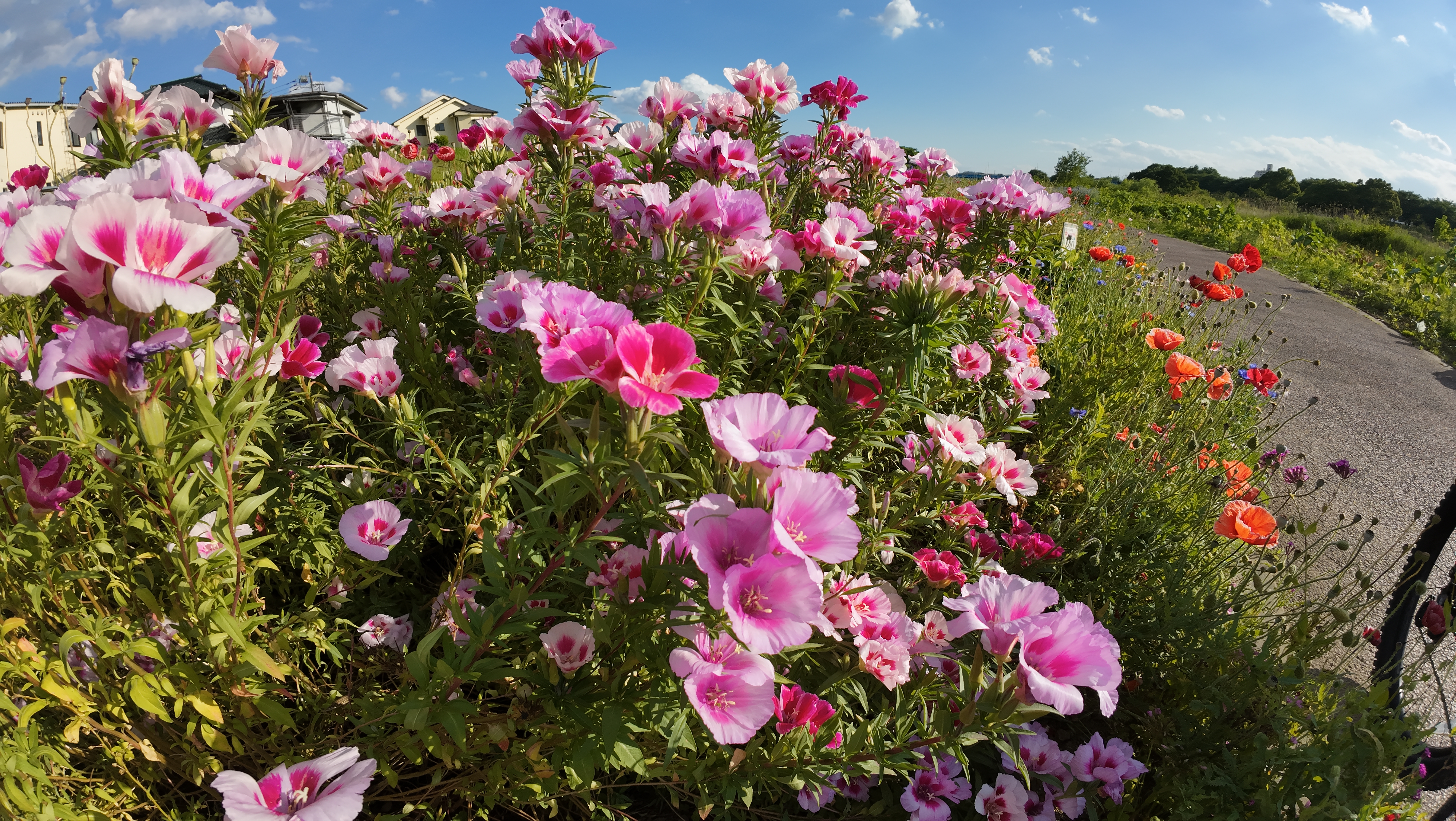 見た目に近い発色だが、彩度がすこーし高め？　という印象になることも。