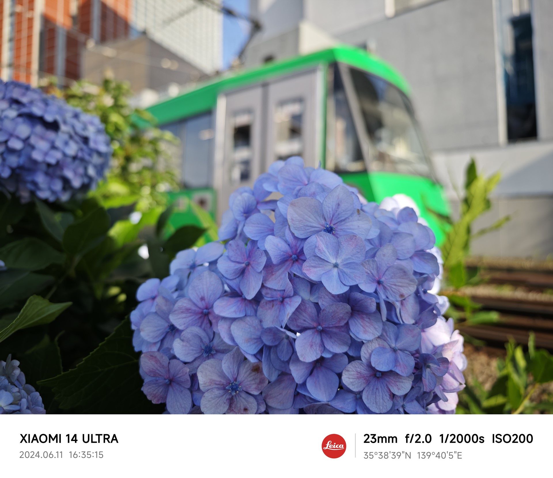 炎天下の街中で撮影。あじさいの色合いと電車のカラーが再現されている