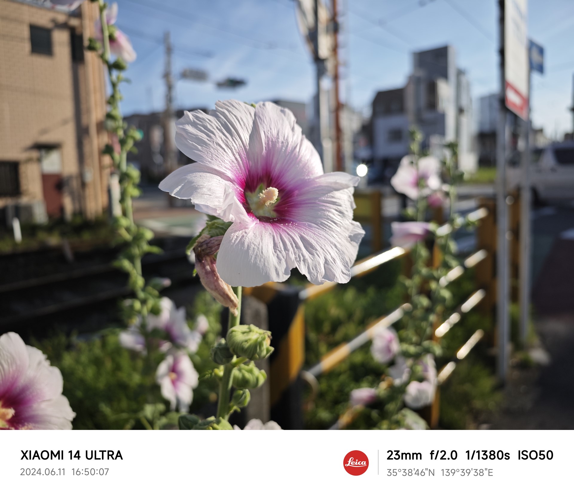 花にしっかりとピントが合い、背景のぼけ具合いで、より際立って見える