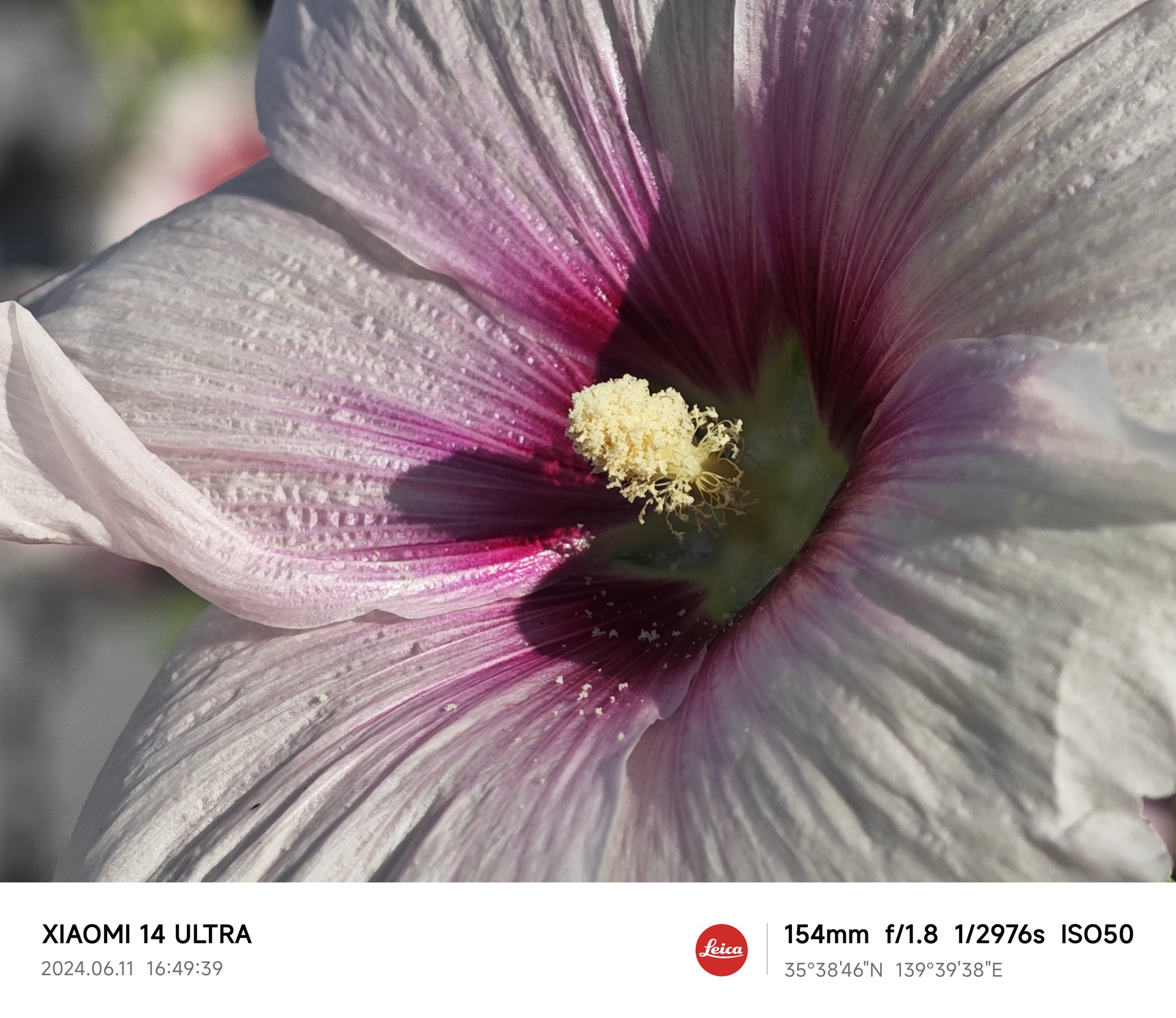 望遠カメラによるマクロ撮影