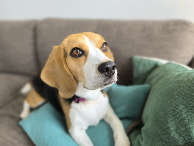 光学式手ブレ補正機能があり、ペットも撮影しやすい