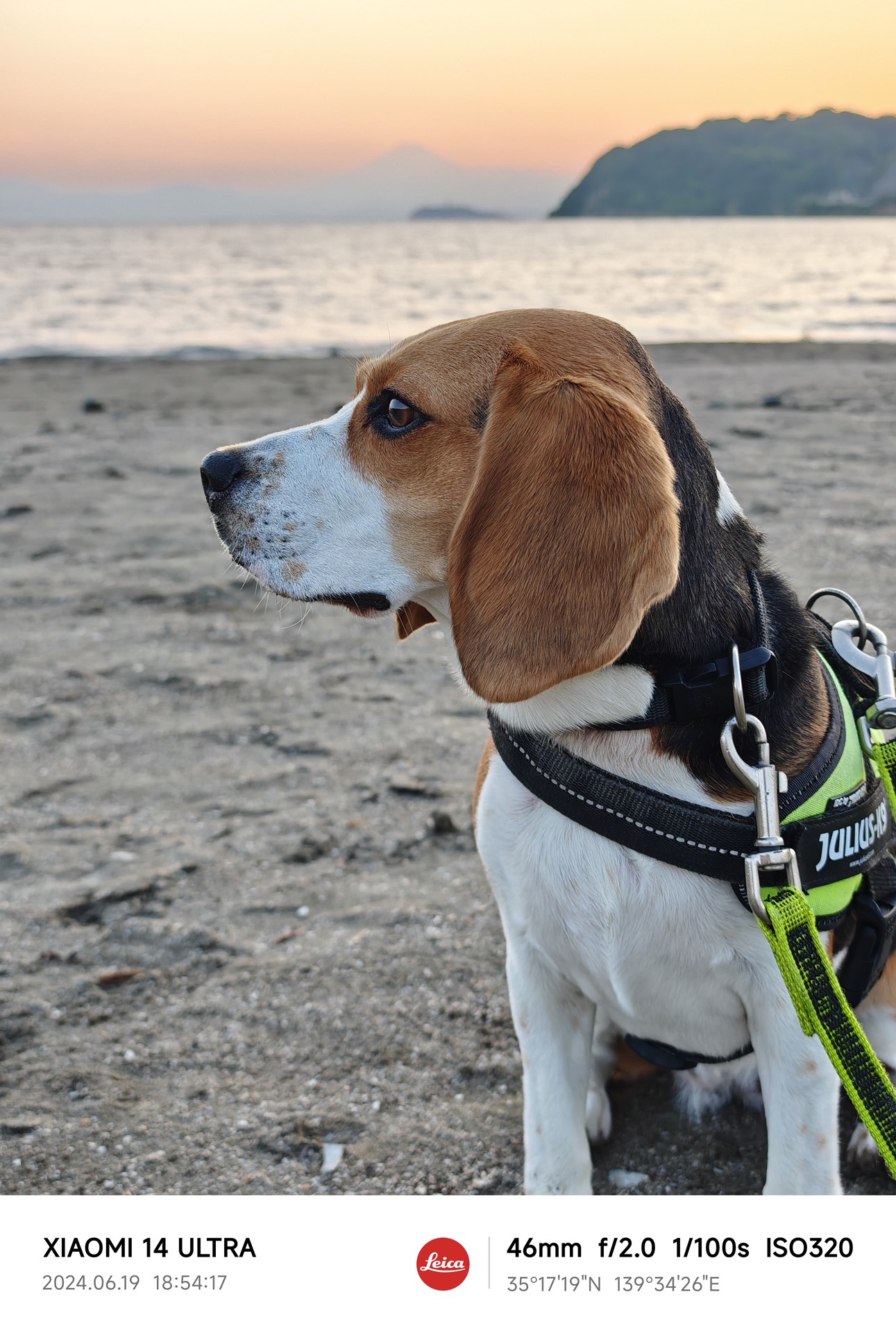 愛犬の撮影にも活躍。背景のボケ方も気に入っている