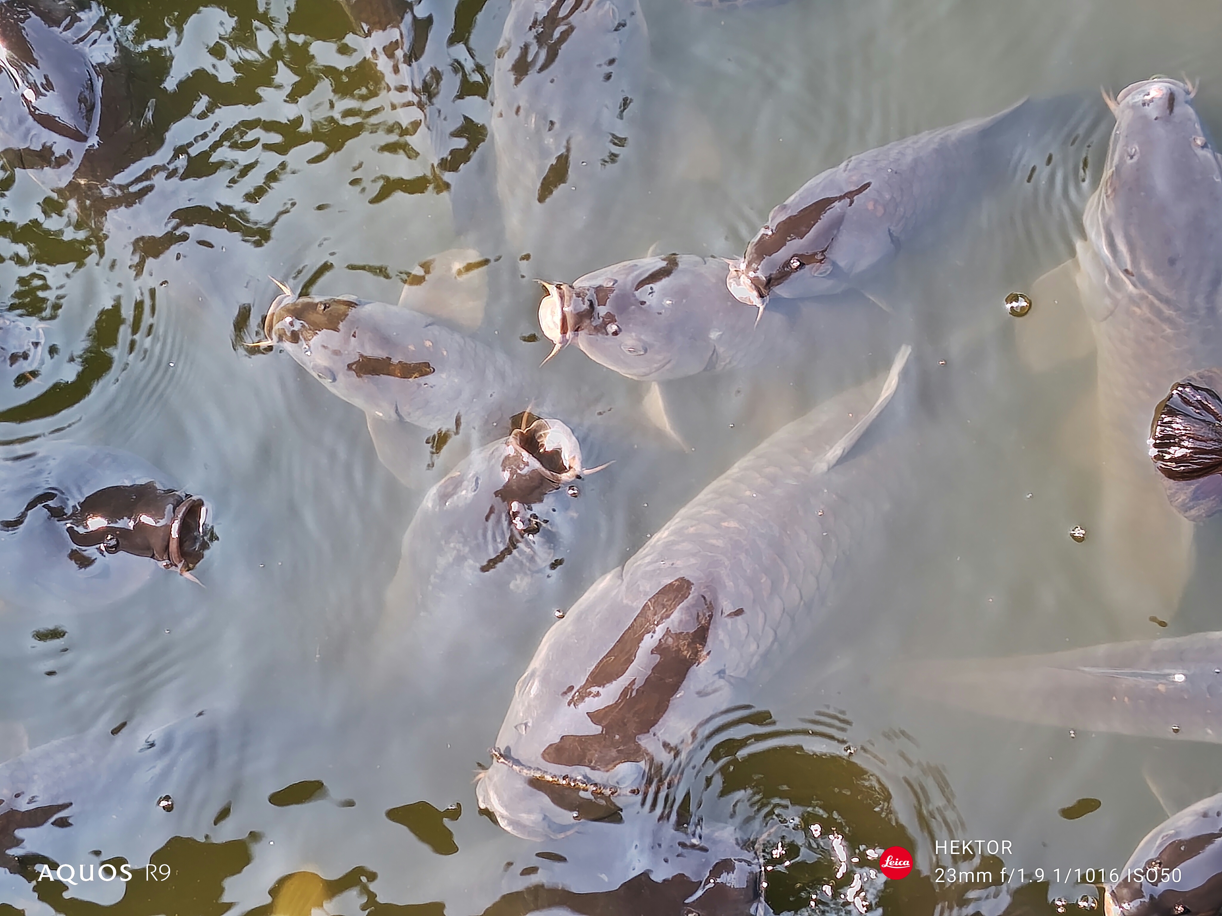 餌をねだるコイ。連続でシャッターを切ったがほどよいレスポンスで撮影することができた