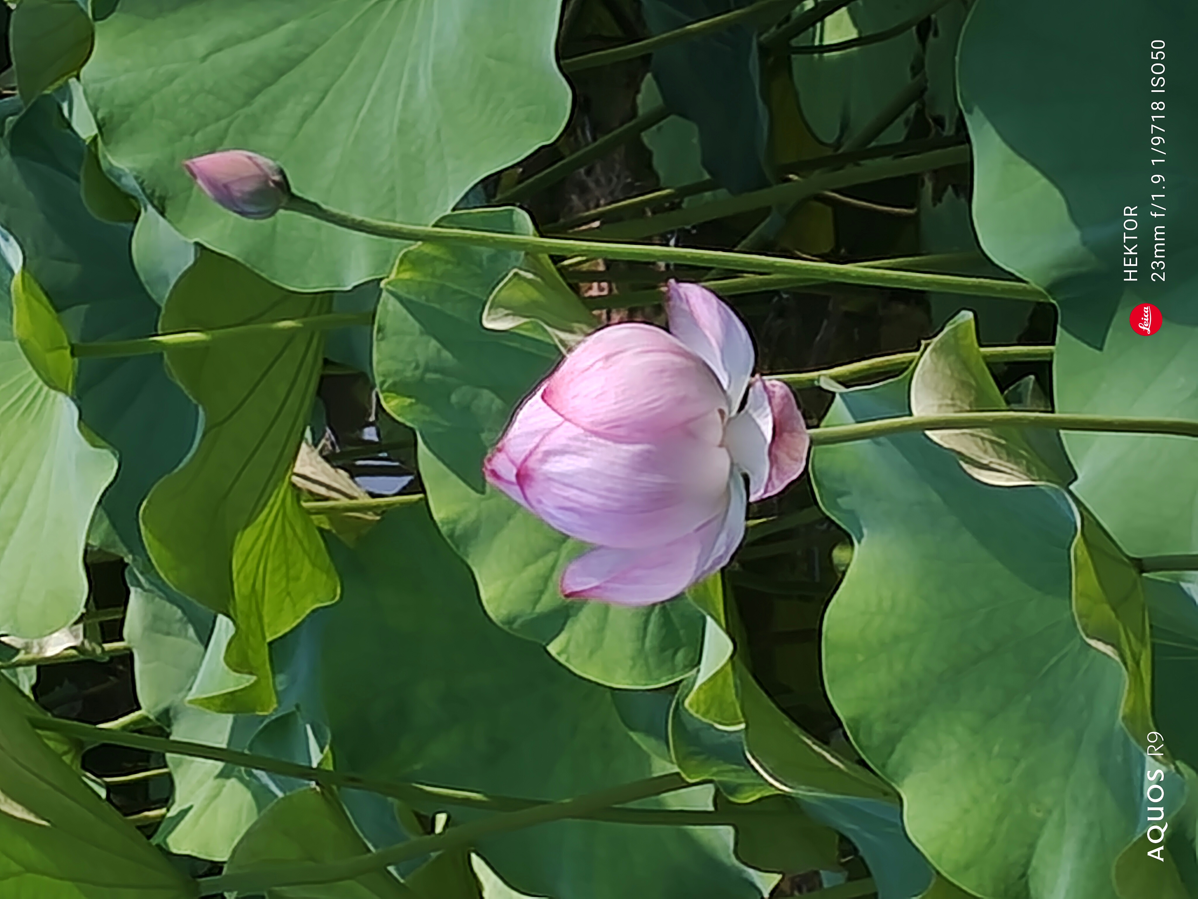 蓮のシーズンだ。デジタルズームしてその花を捉えたが、エッジ部分に描写がおかしいところがある。色味がいいだけに惜しいところである