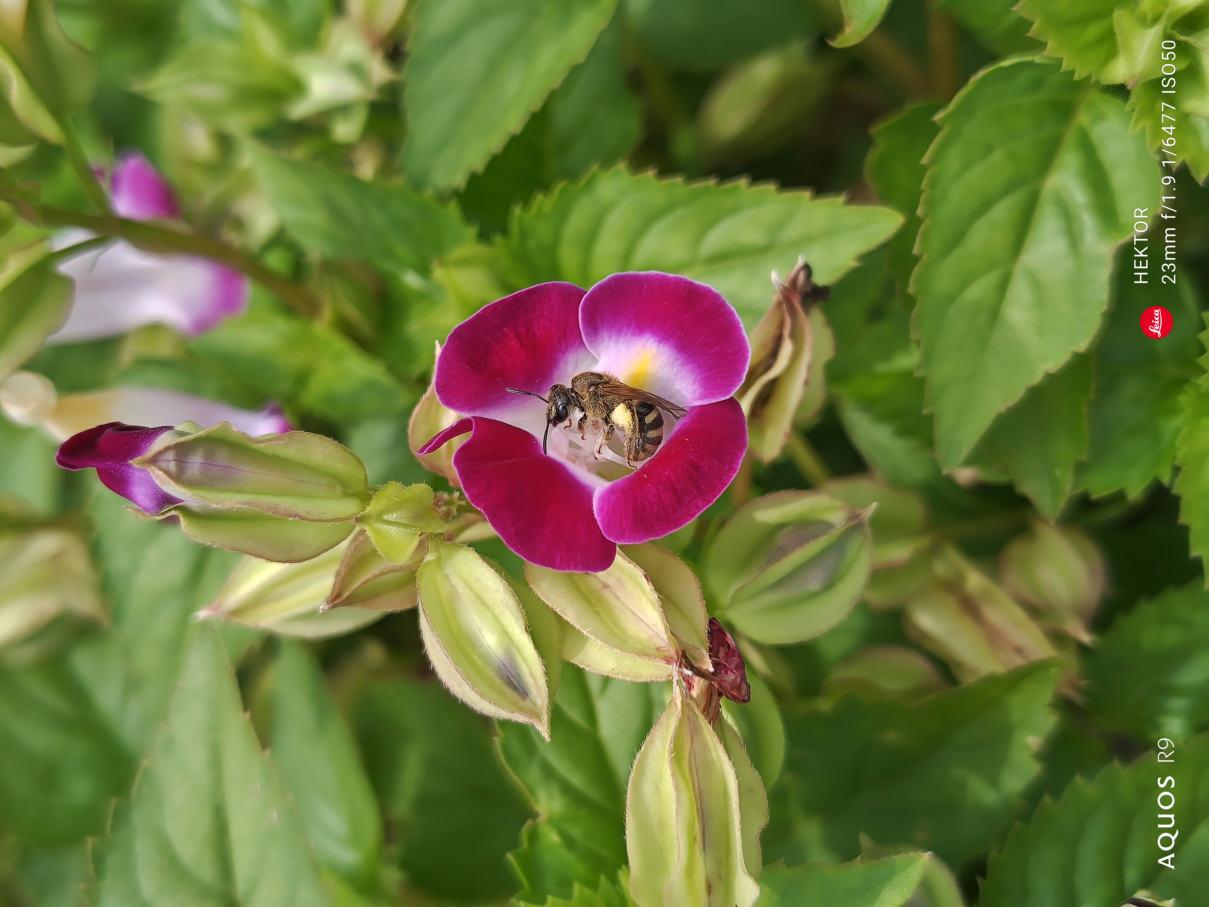 花の蜜を吸うハチに迫った。動き回る小さな昆虫もシャープかつその体毛までしっかりと写しとれた。花の色合いもいい感じに