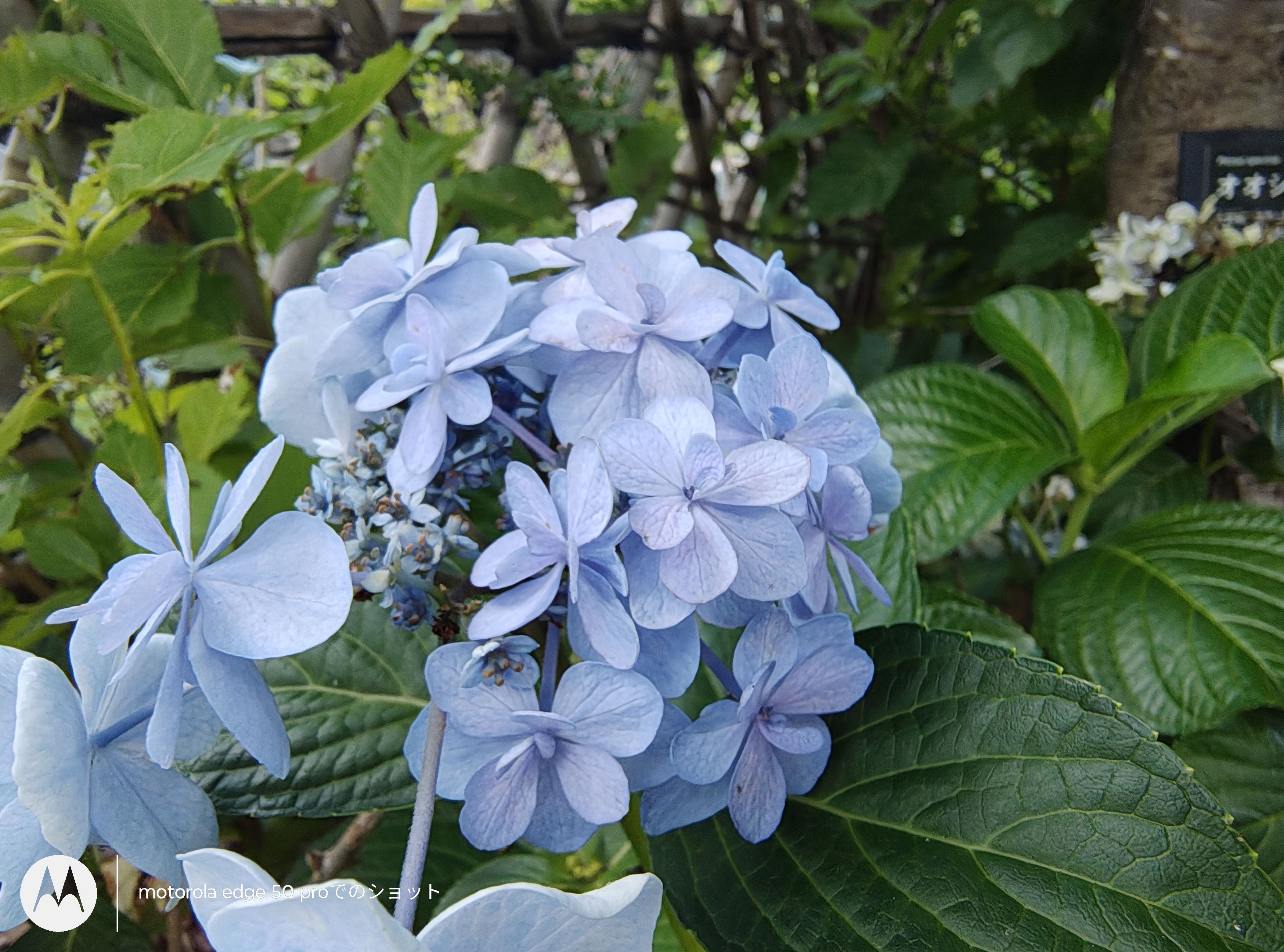 ［写真］モードで［マクロ］で花を撮影