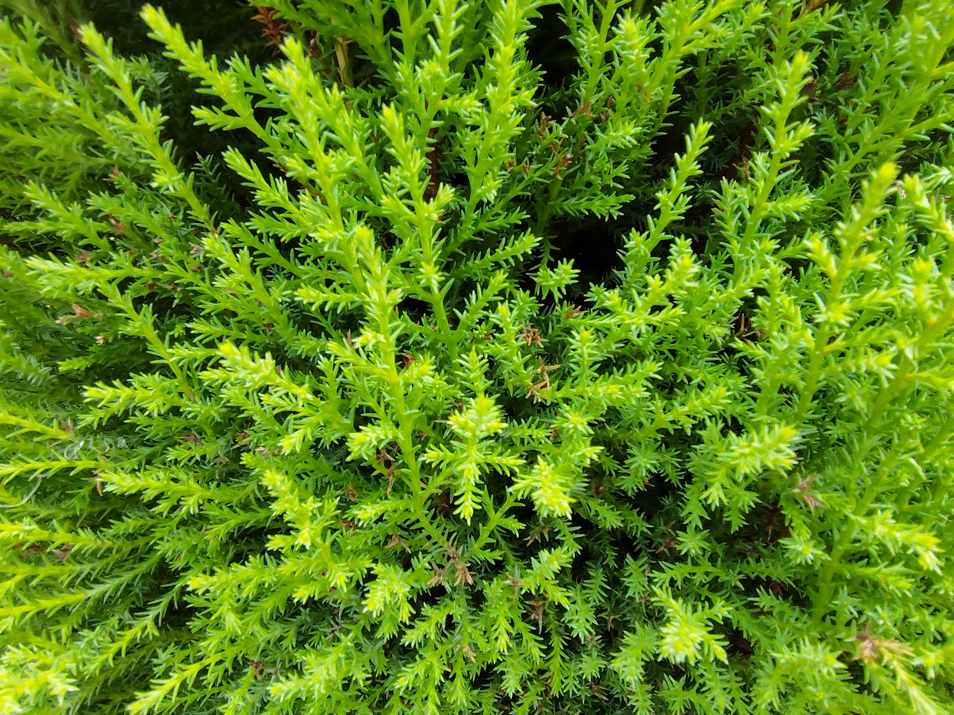 マクロモードで撮影