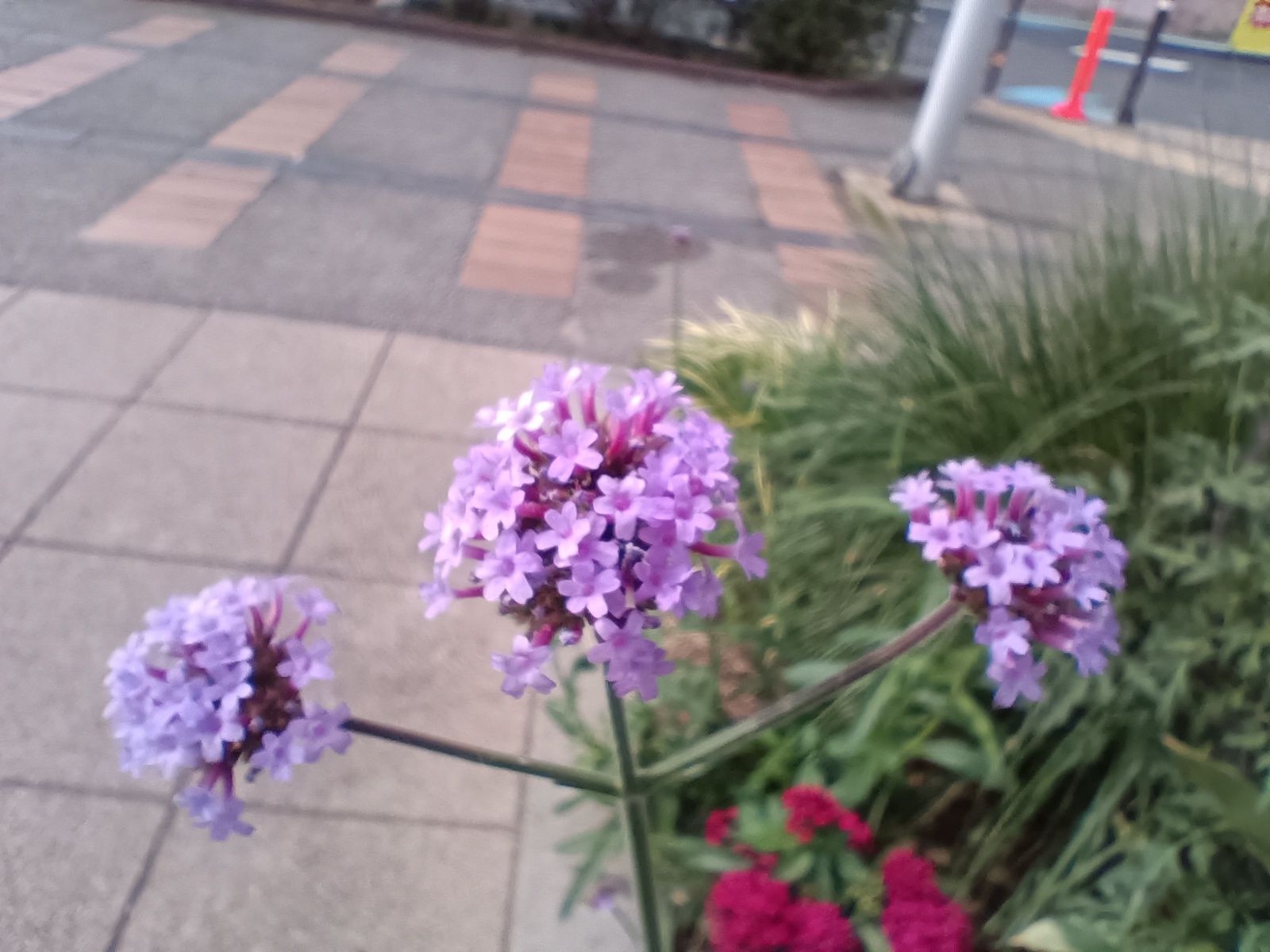 マクロモードで撮影。目安は4cmとのことだが、なかなか距離感がつかみにくい