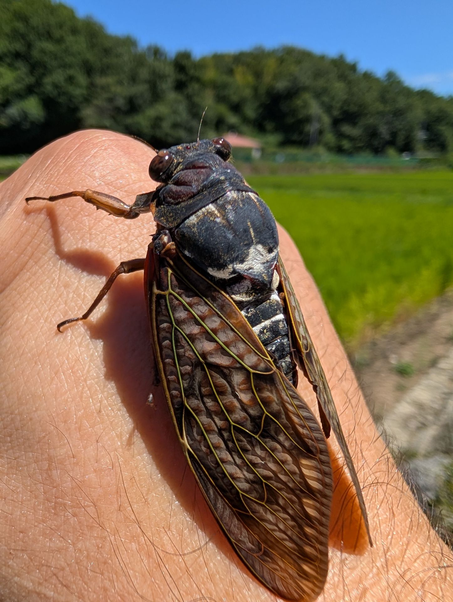 道に落ちていたアブラゼミを拾い、マクロフォーカスで肉薄した。リアル感がスゴいこと！　セミが後ずさりほど迫れるマクロ機能だが、さまざまな活用法がありそうだ